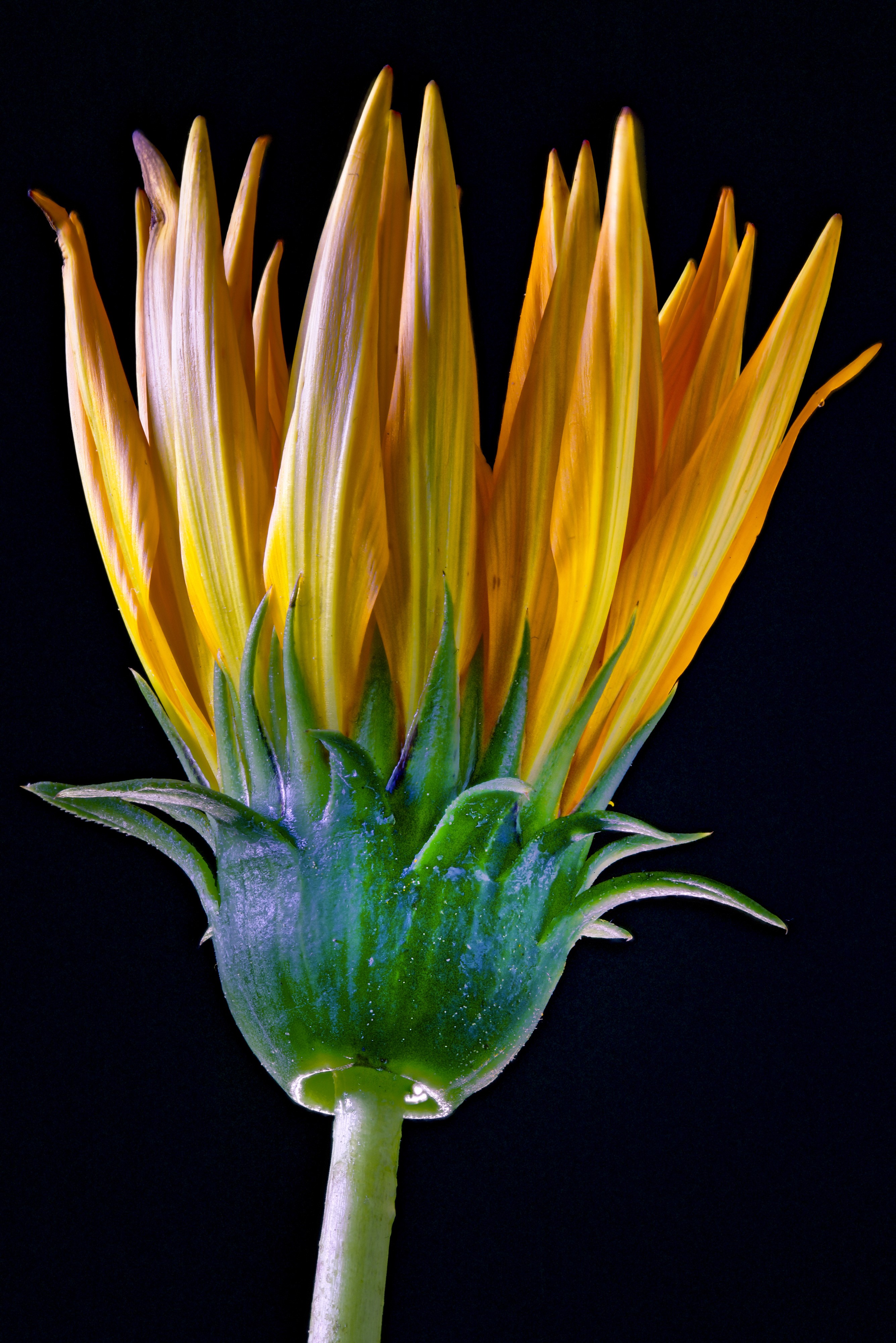Close-up of a yellow Gazania flower bud HD Phone Wallpaper