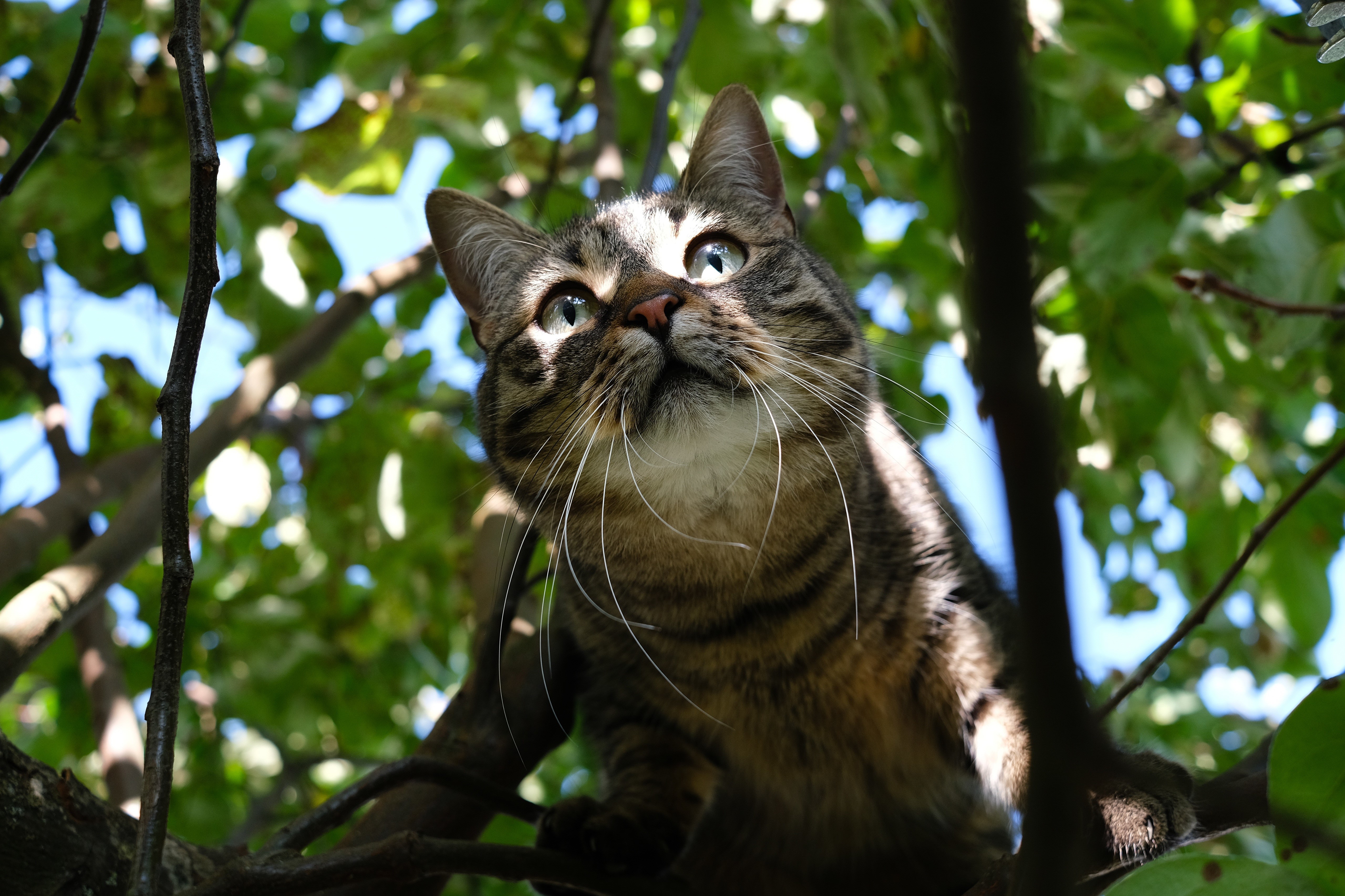 Tabby Cat Sitting on Tree Branches HD Wallpaper