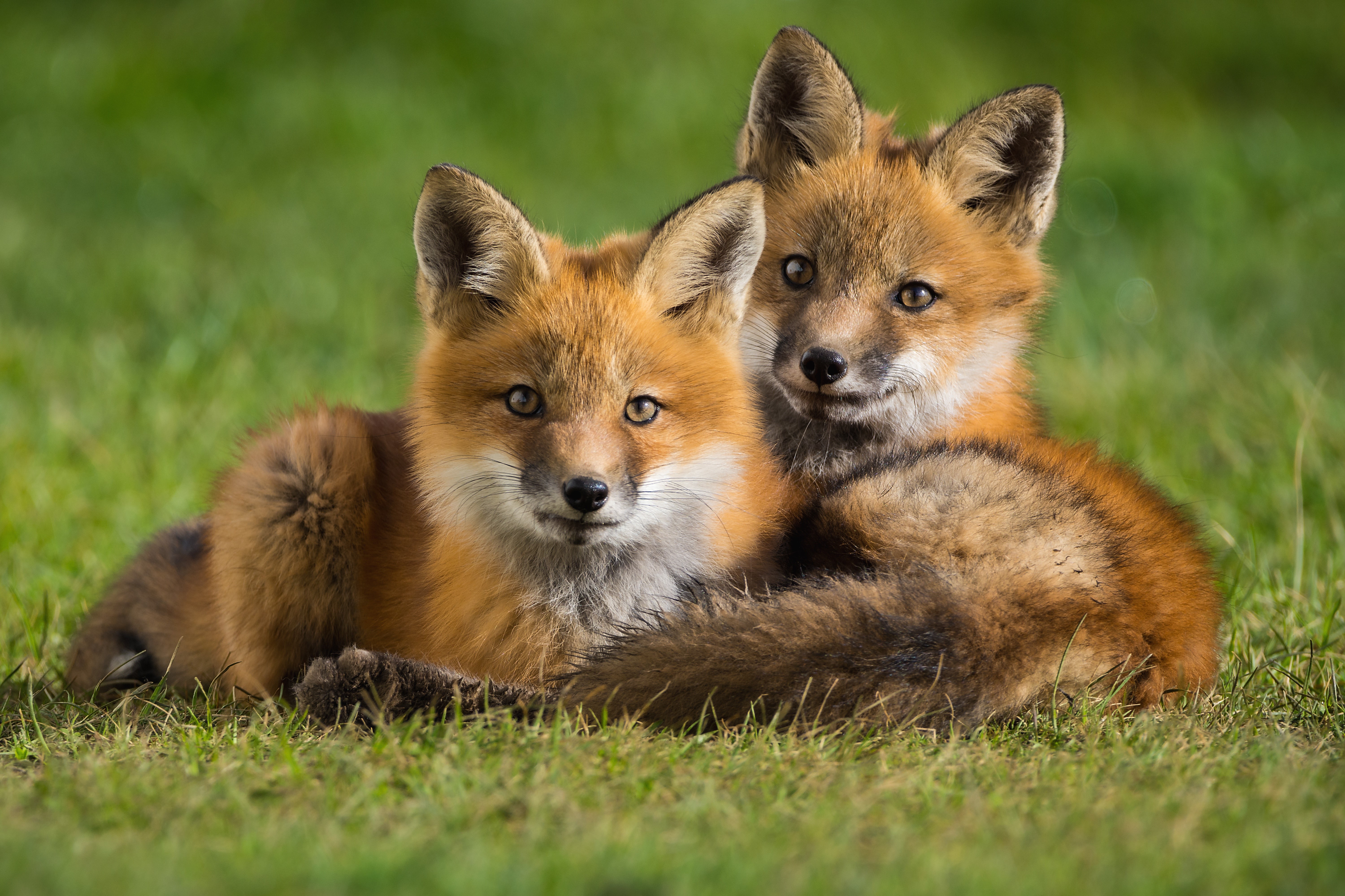 Two fox cubs lying on grass HD Wallpaper