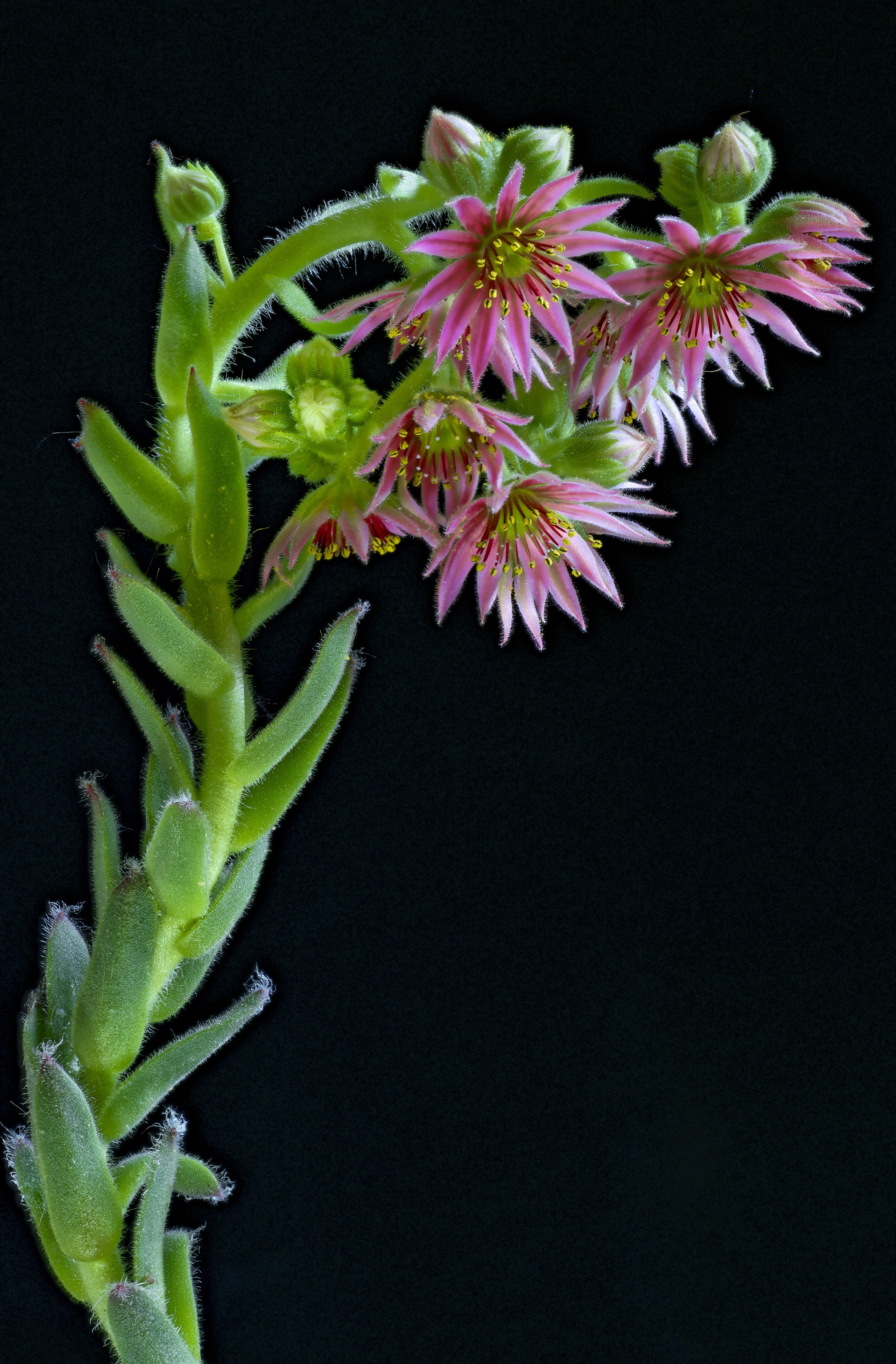 Pink Sempervivum flowers with green buds on black background HD Phone Wallpaper
