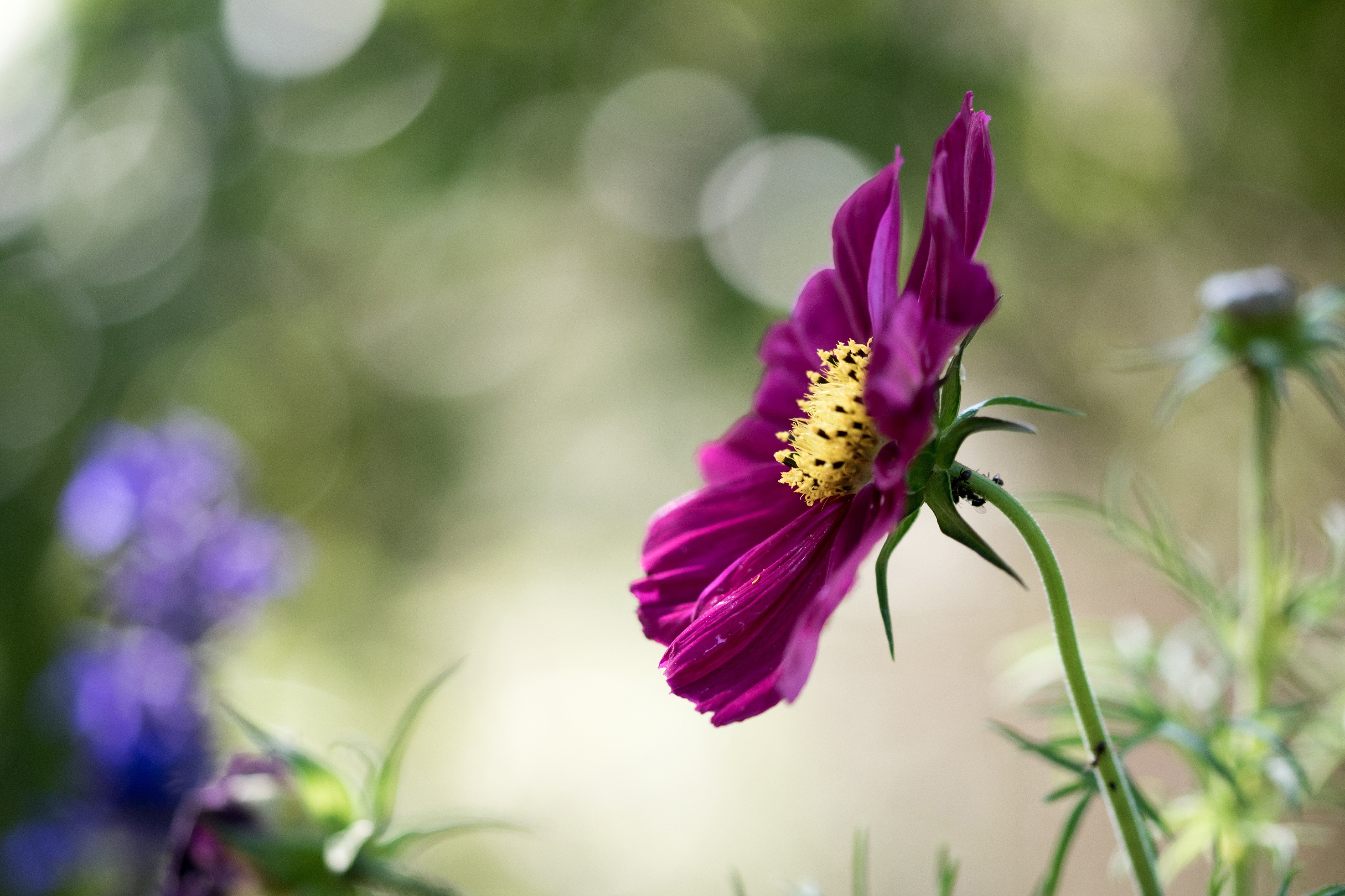 Purple Cosmos flower with yellow center and bokeh HD Wallpaper