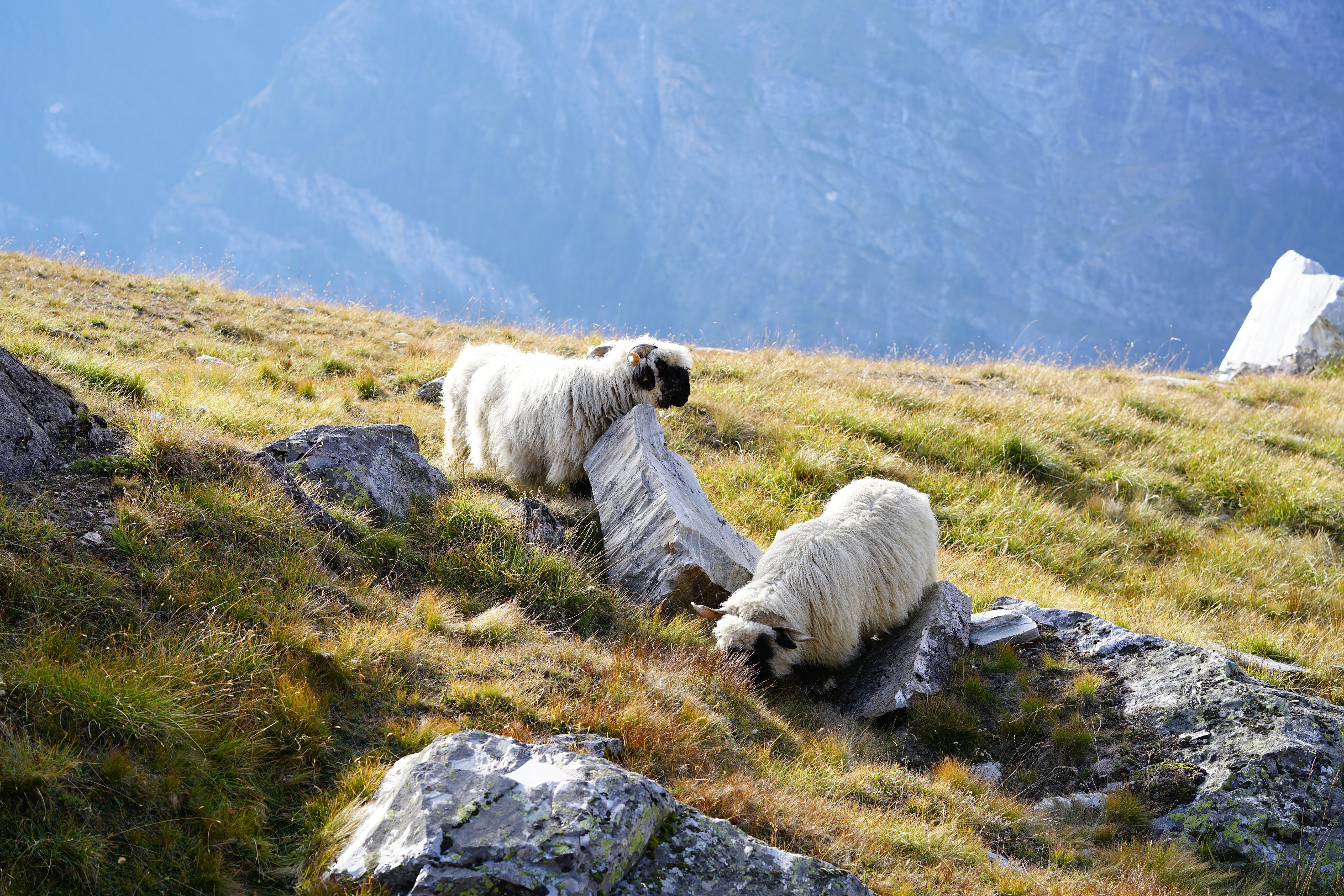 Two Valais Blacknose Sheep on a Grassy Hillside HD Wallpaper