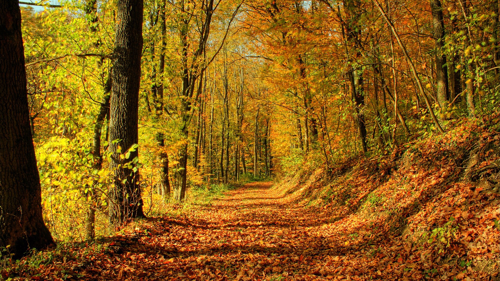 A forest path covered in autumn leaves HD Wallpaper
