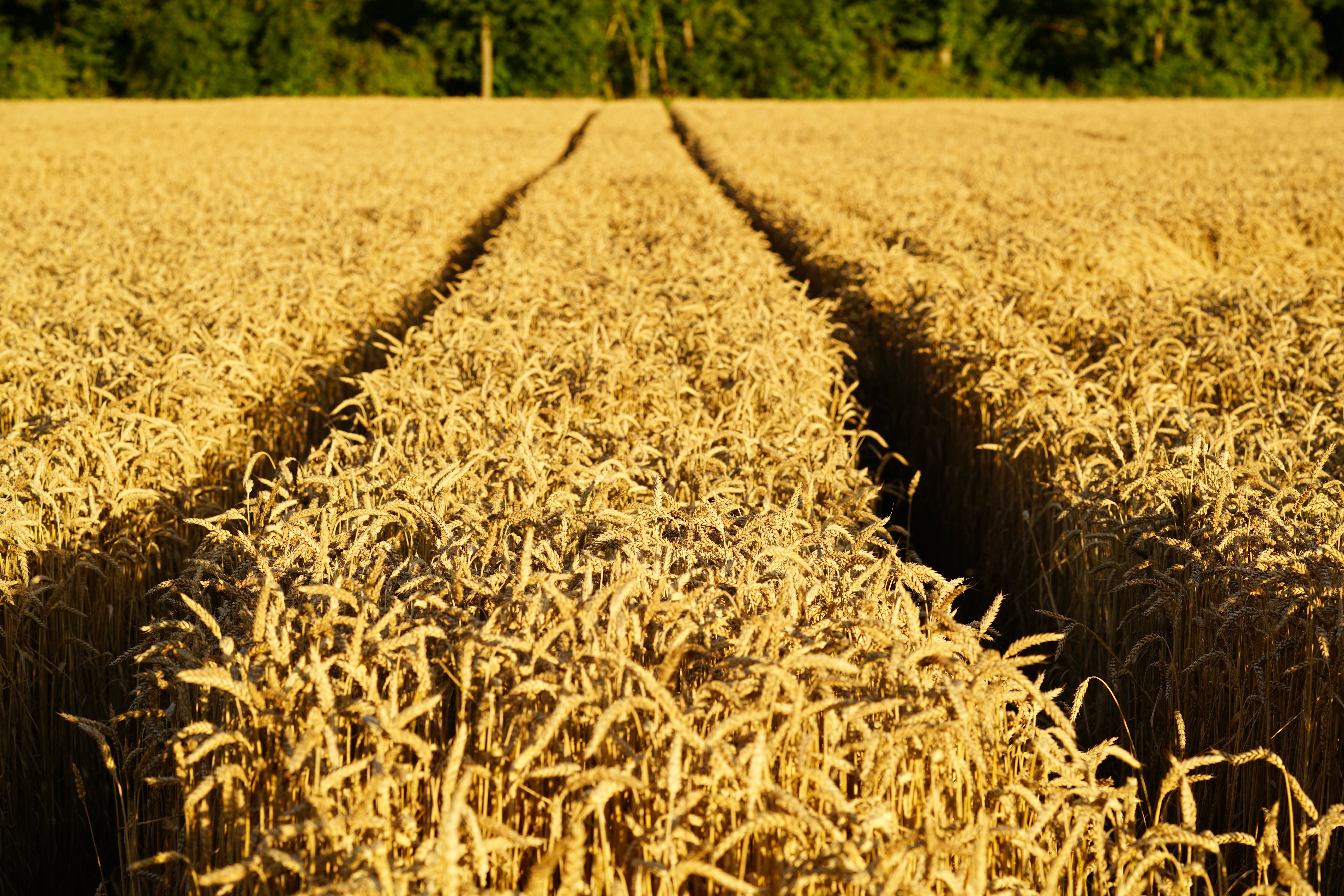 Wheat field with tire tracks HD Wallpaper