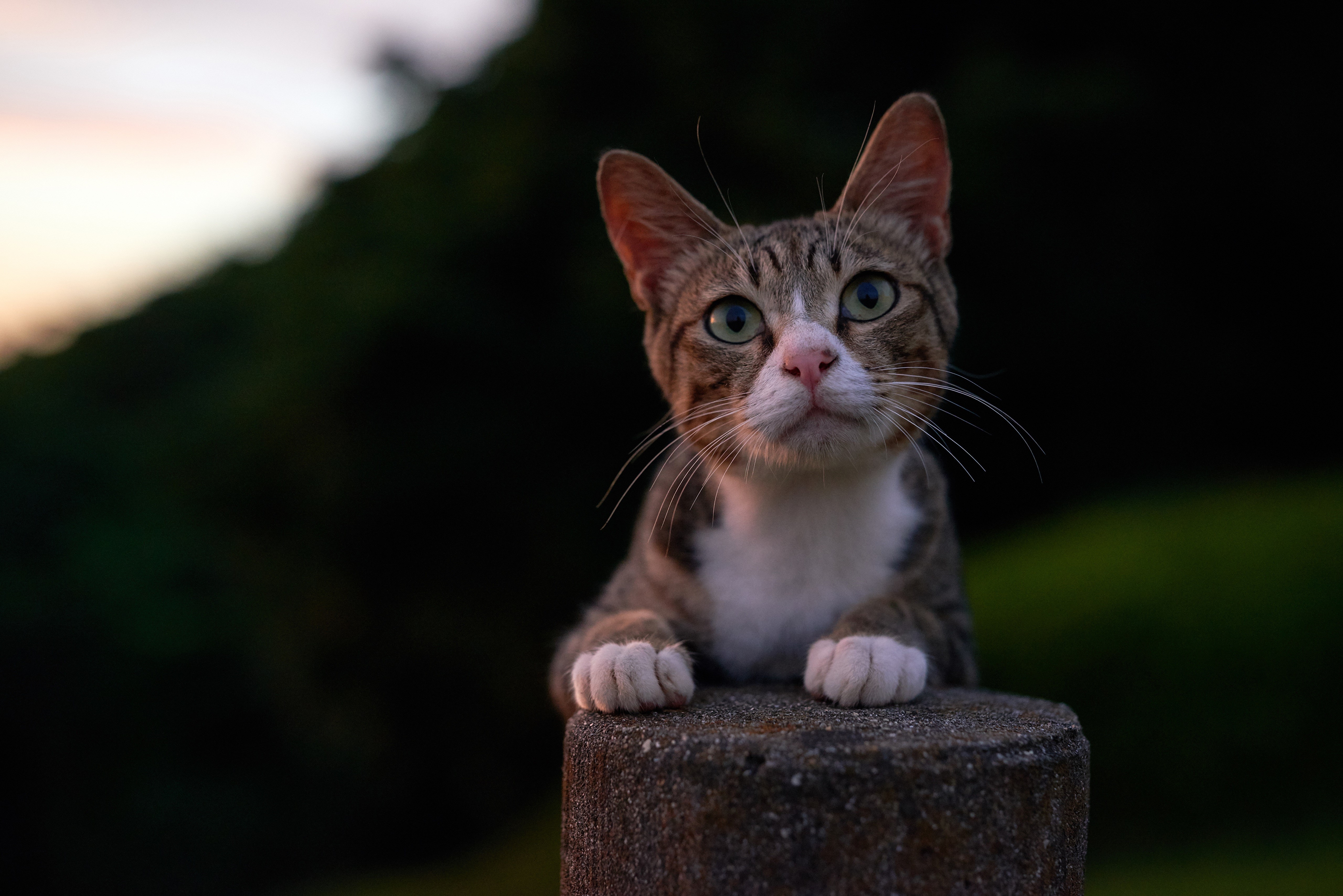 Tabby Cat with White Paws on a Post HD Wallpaper