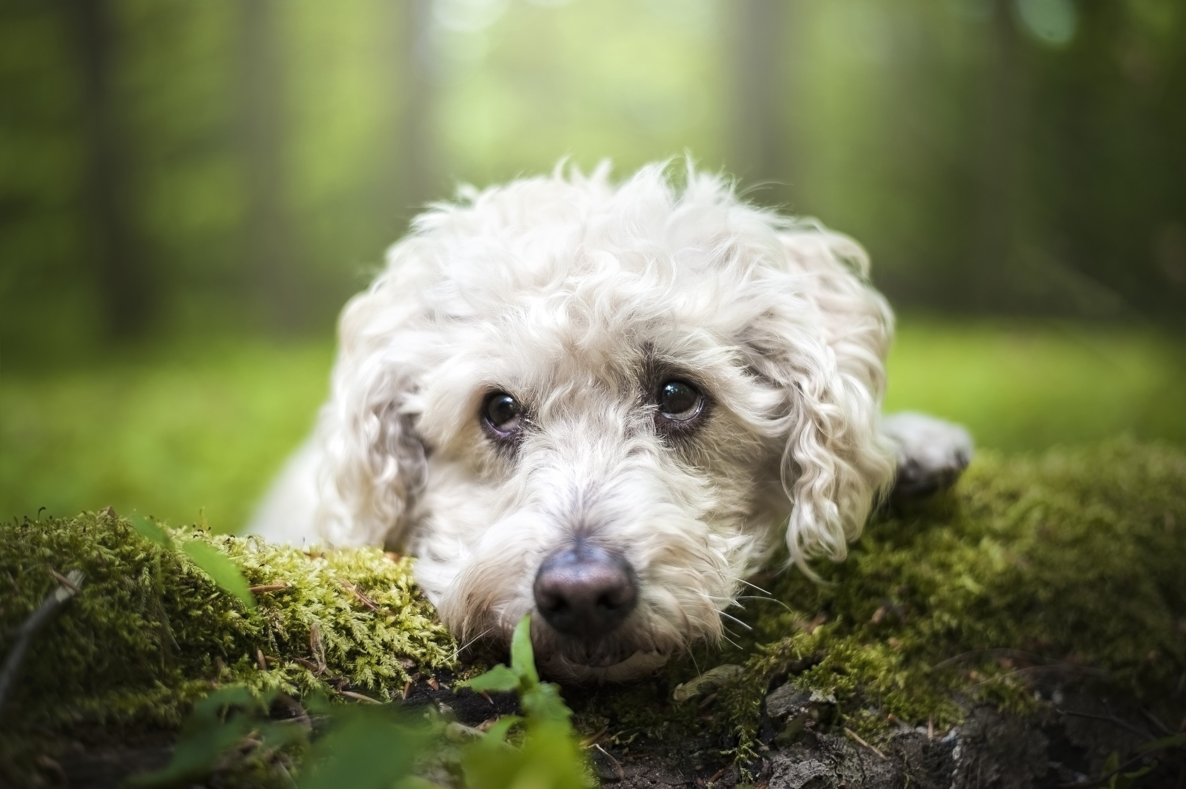 White Poodle Dog on Mossy Log in Forest HD Wallpaper