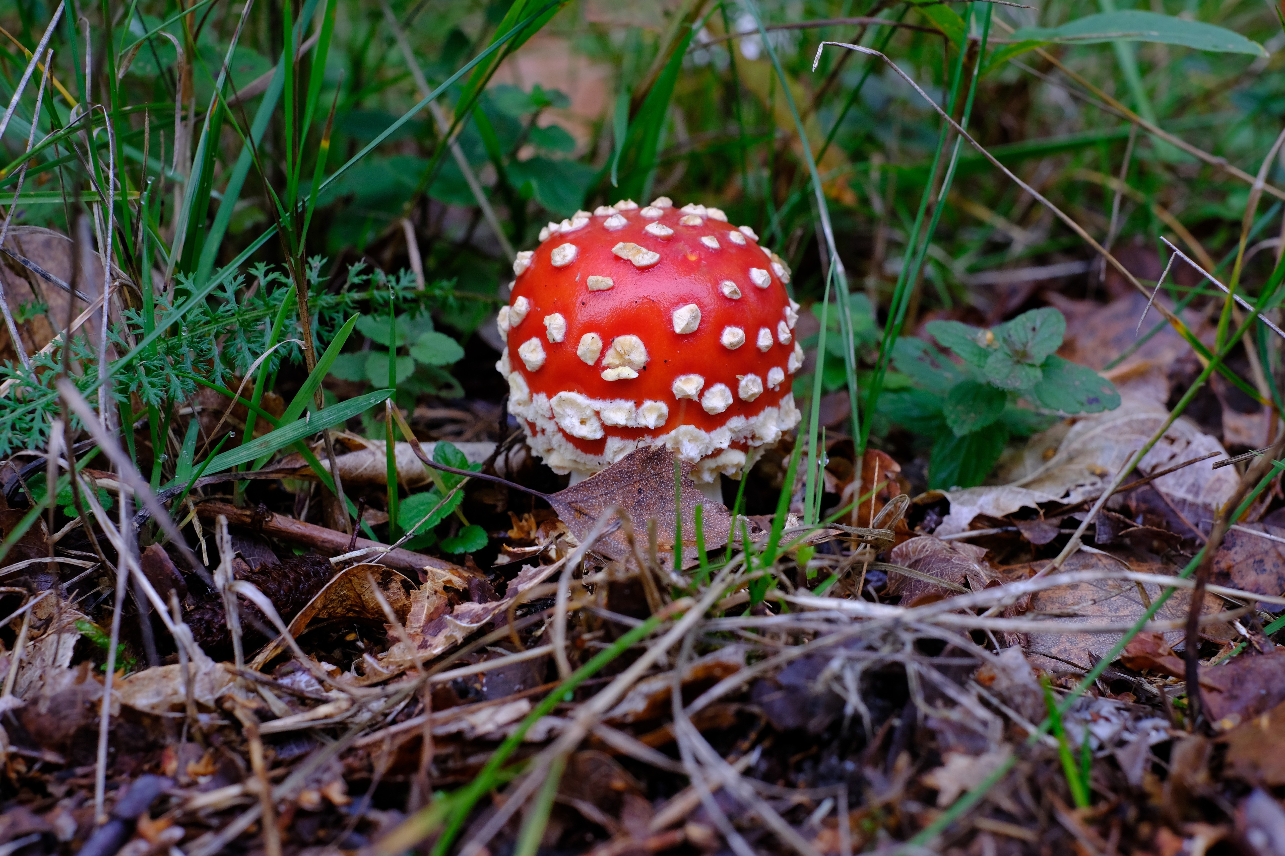 Amanita Mushroom in Grass HD Wallpaper