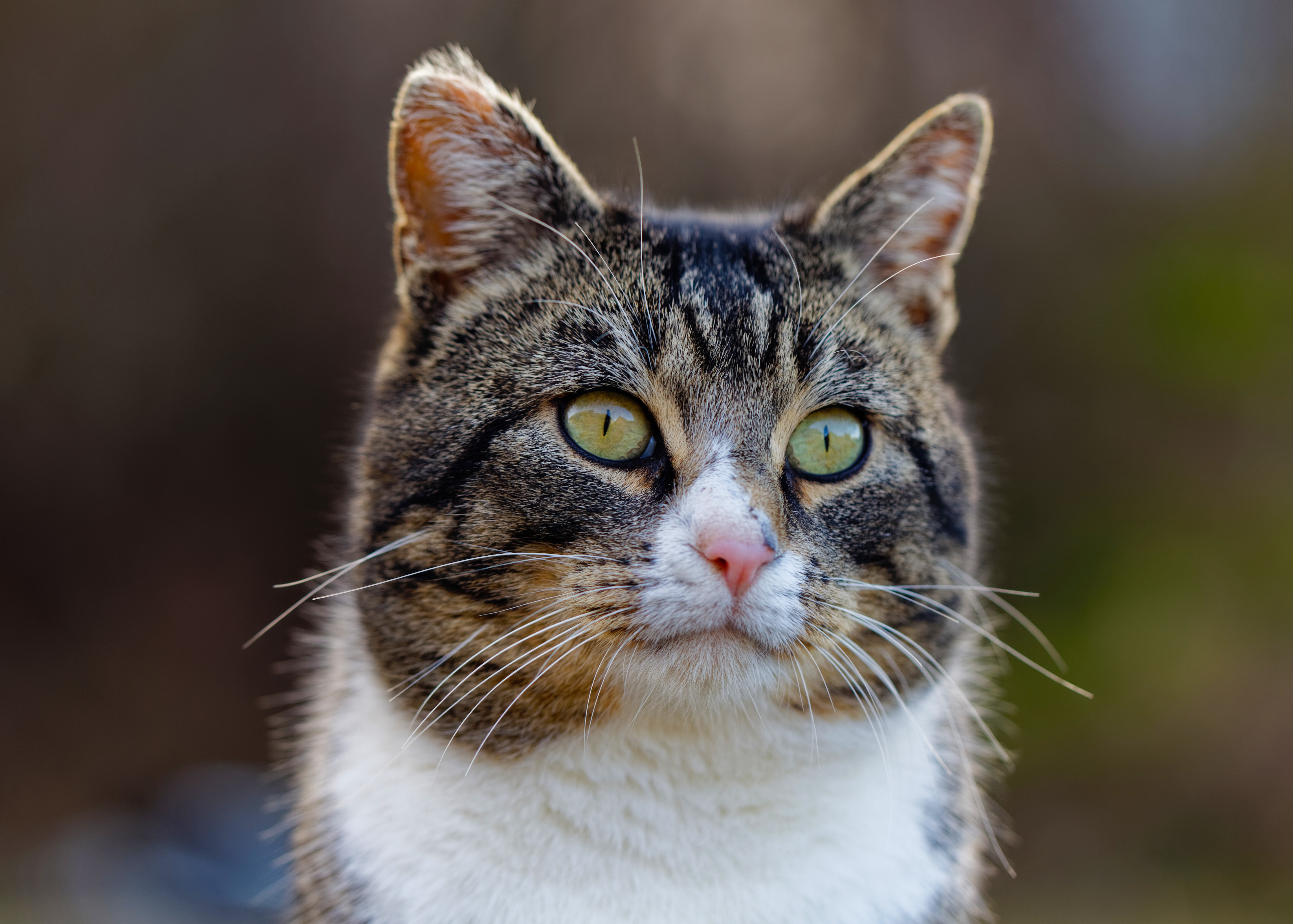 Close-up of a tabby cat's face HD Wallpaper