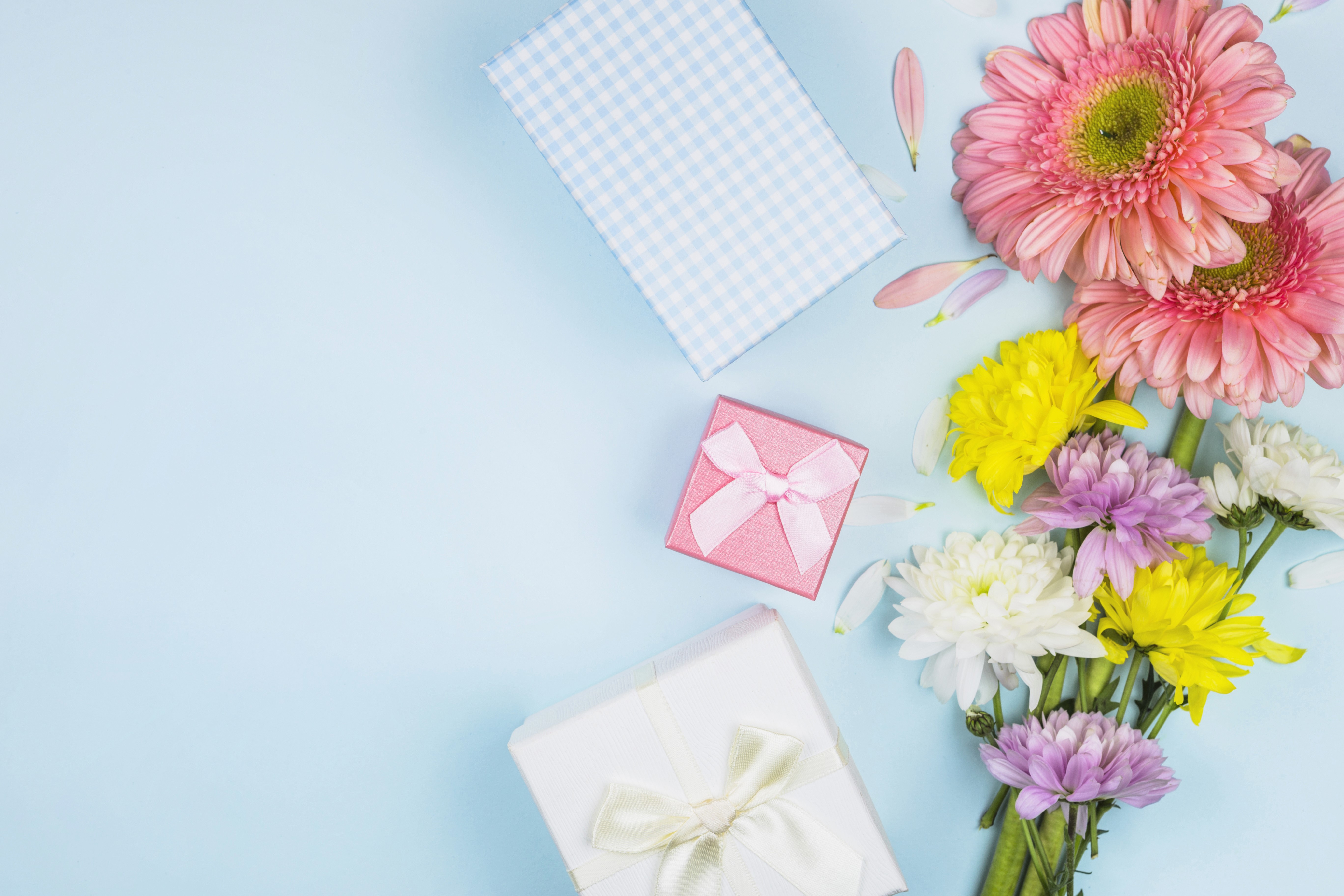 Gerberas and Chrysanthemums with Gifts on Blue Background HD Wallpaper