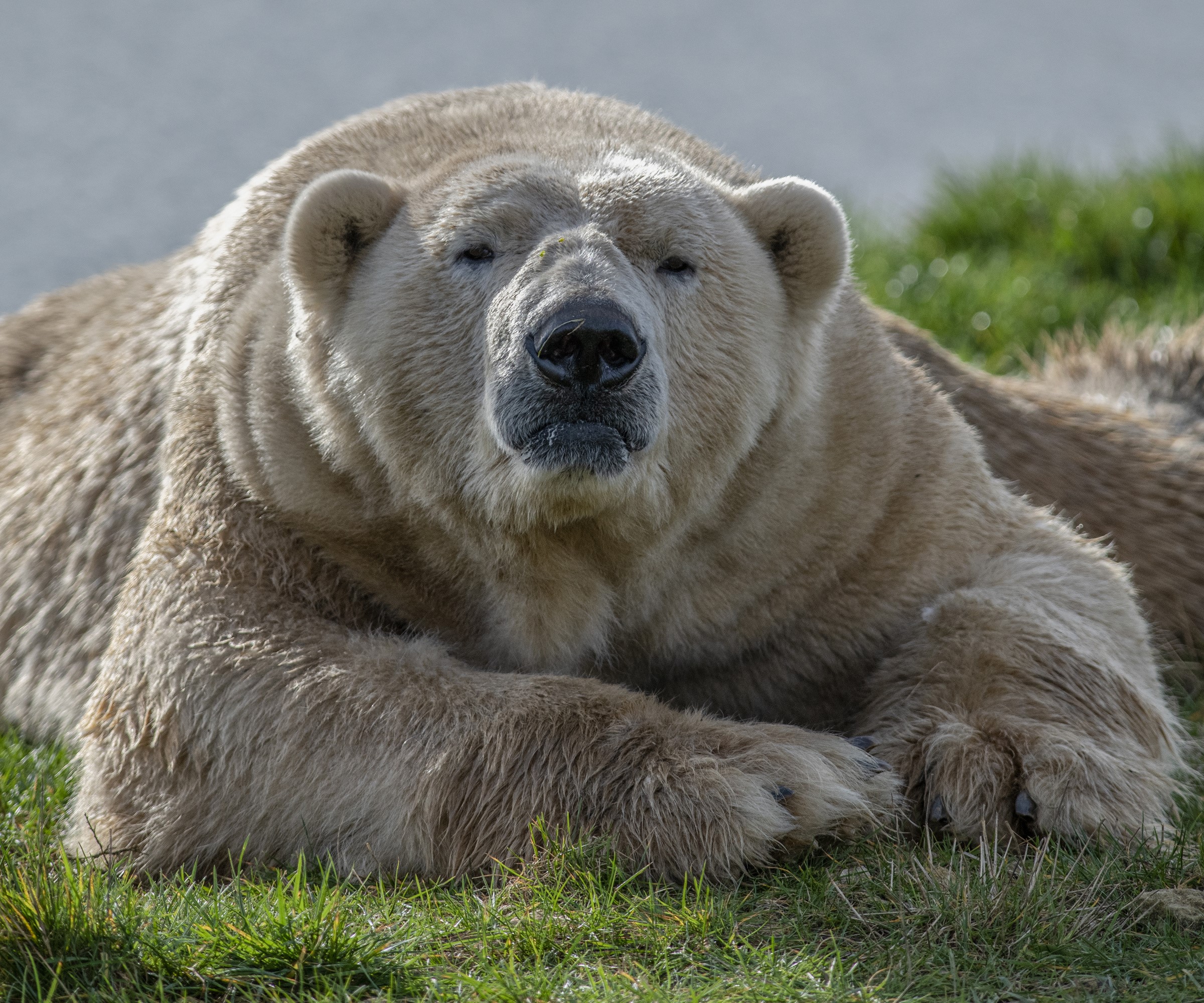 Polar bear lying on grass HD Wallpaper