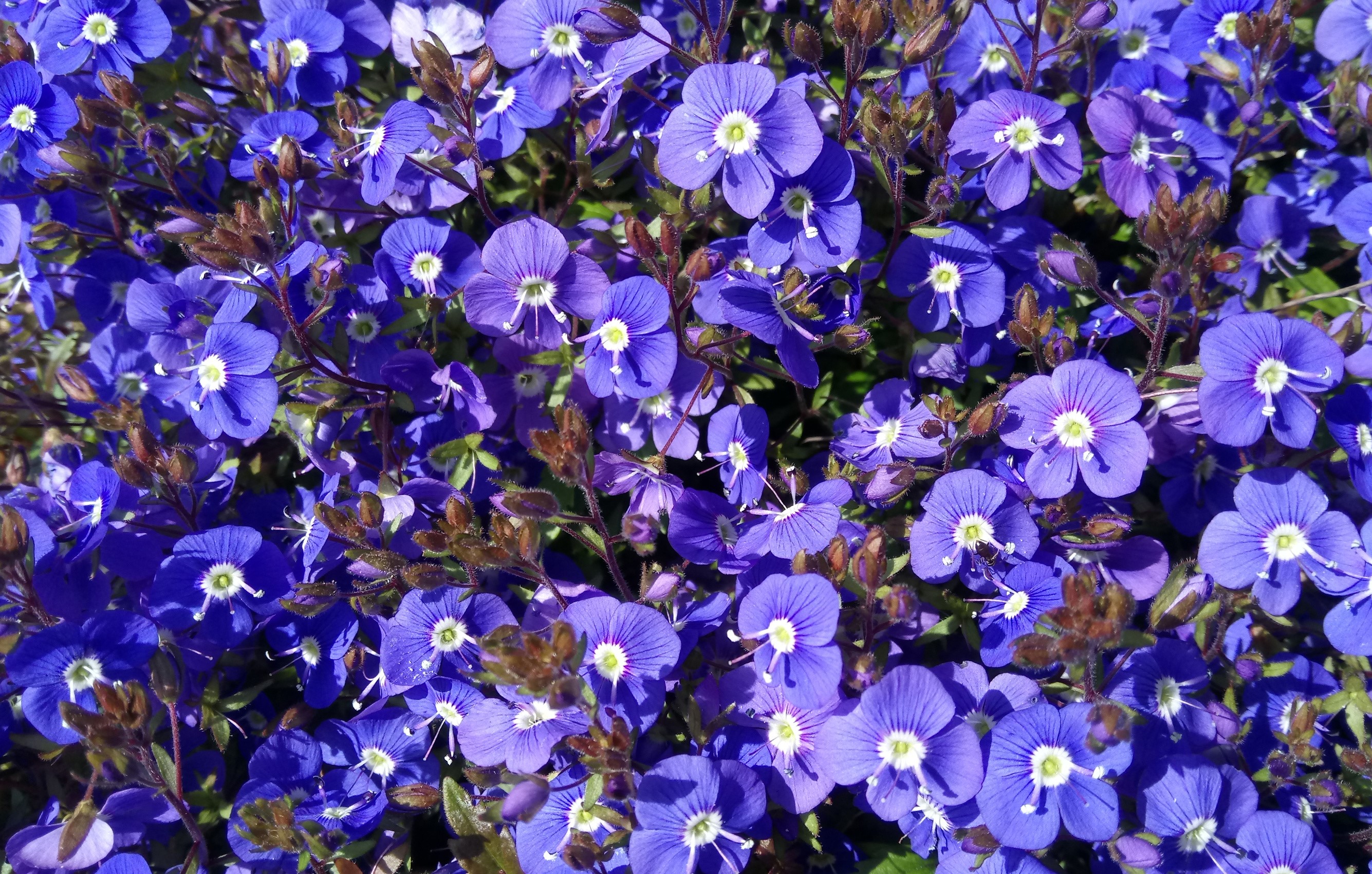 A close-up of many small purple Aubrieta flowers HD Wallpaper