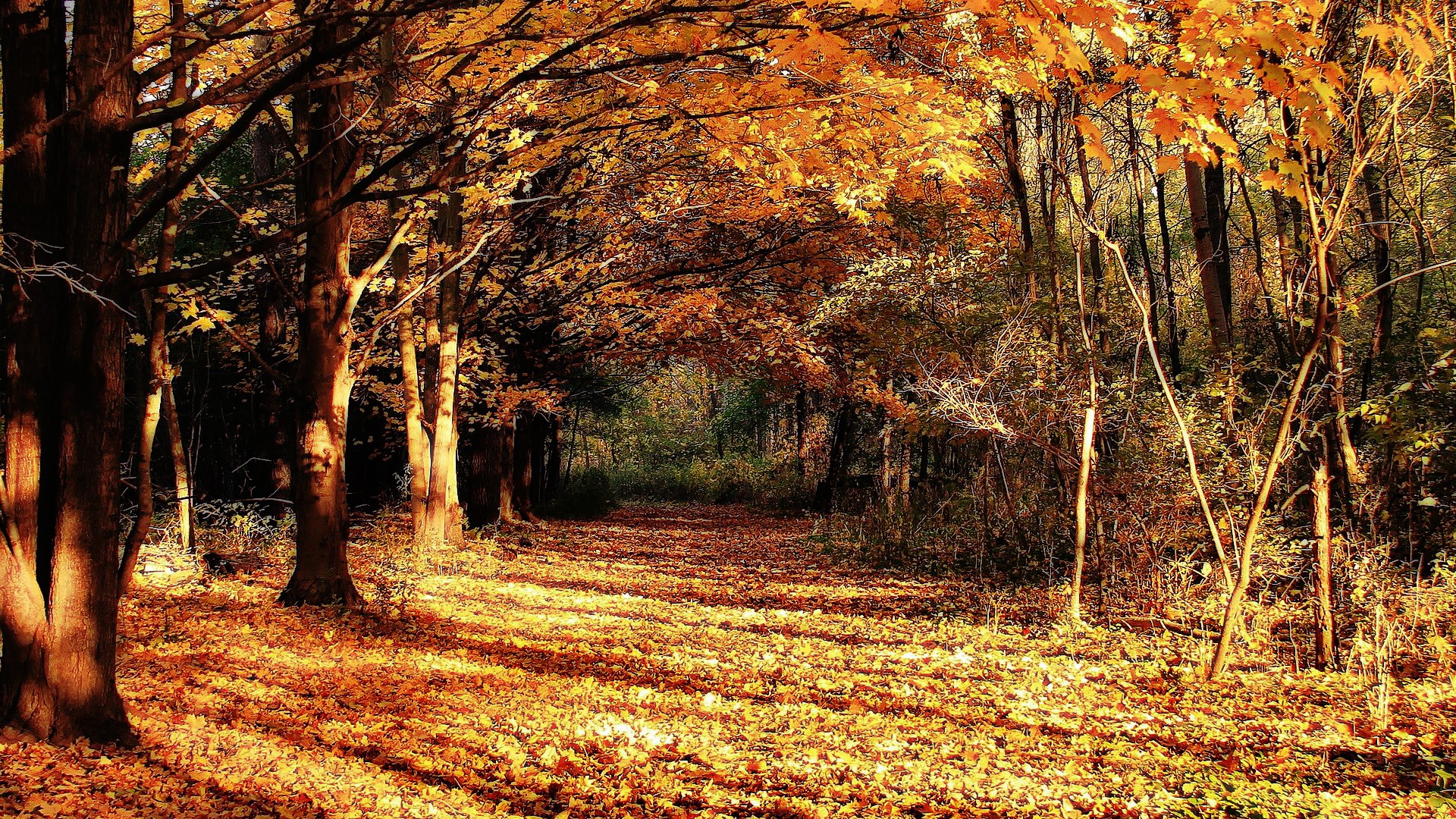 Autumn forest path with fallen leaves HD Wallpaper