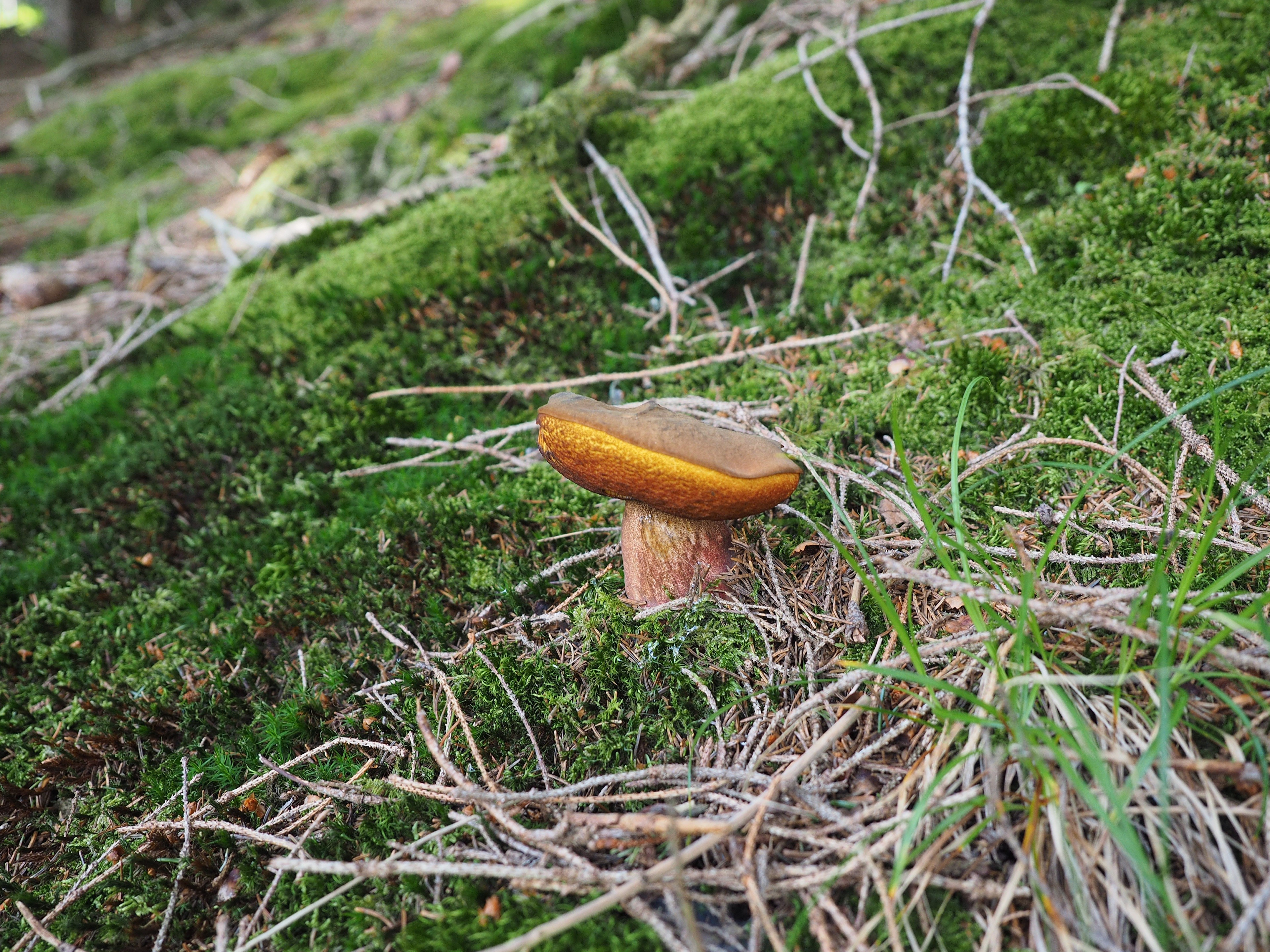 Mushroom on mossy forest floor HD Wallpaper