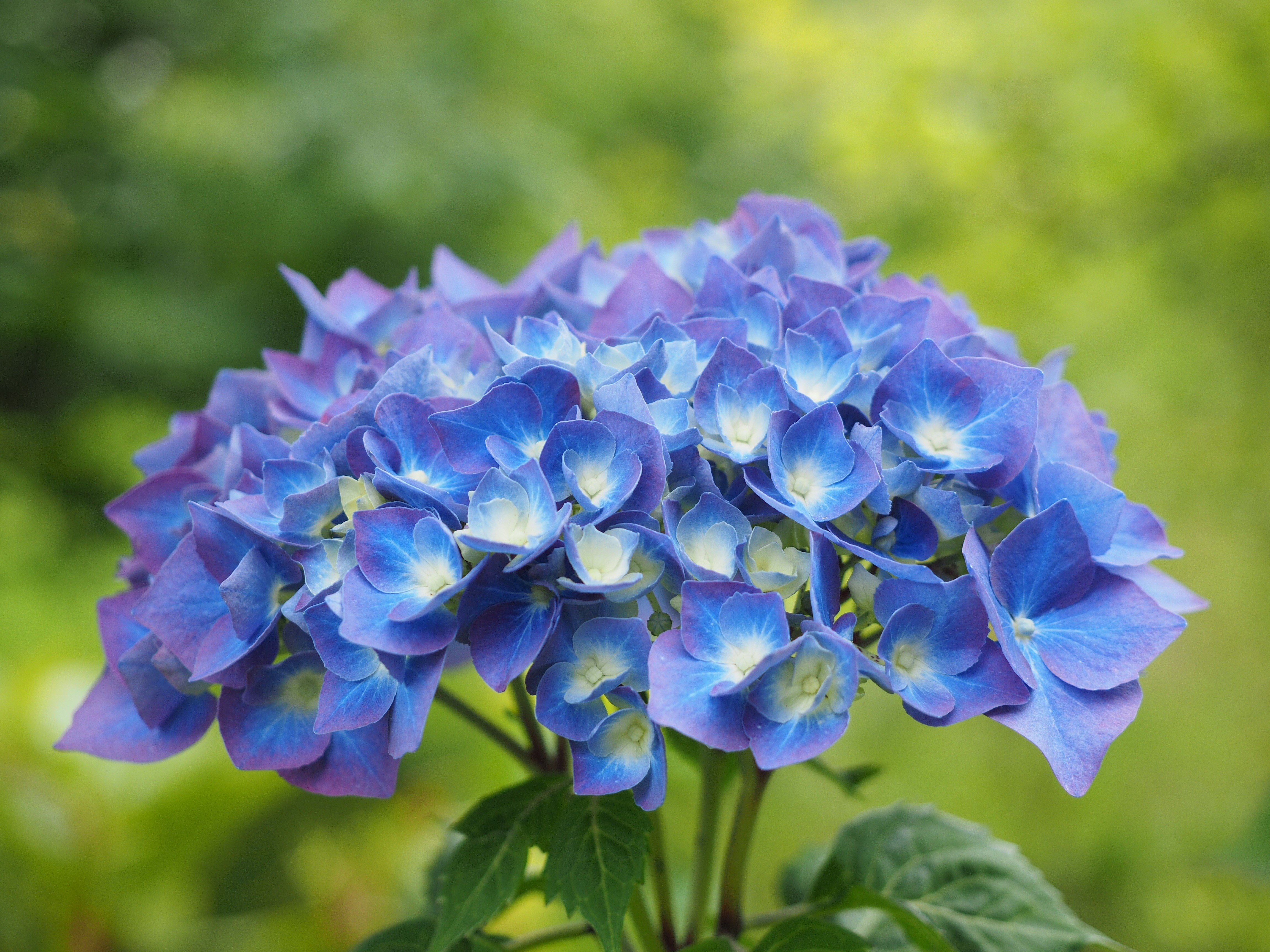 4K Closeup of a Blue Hydrangea with Bokeh HD Wallpaper