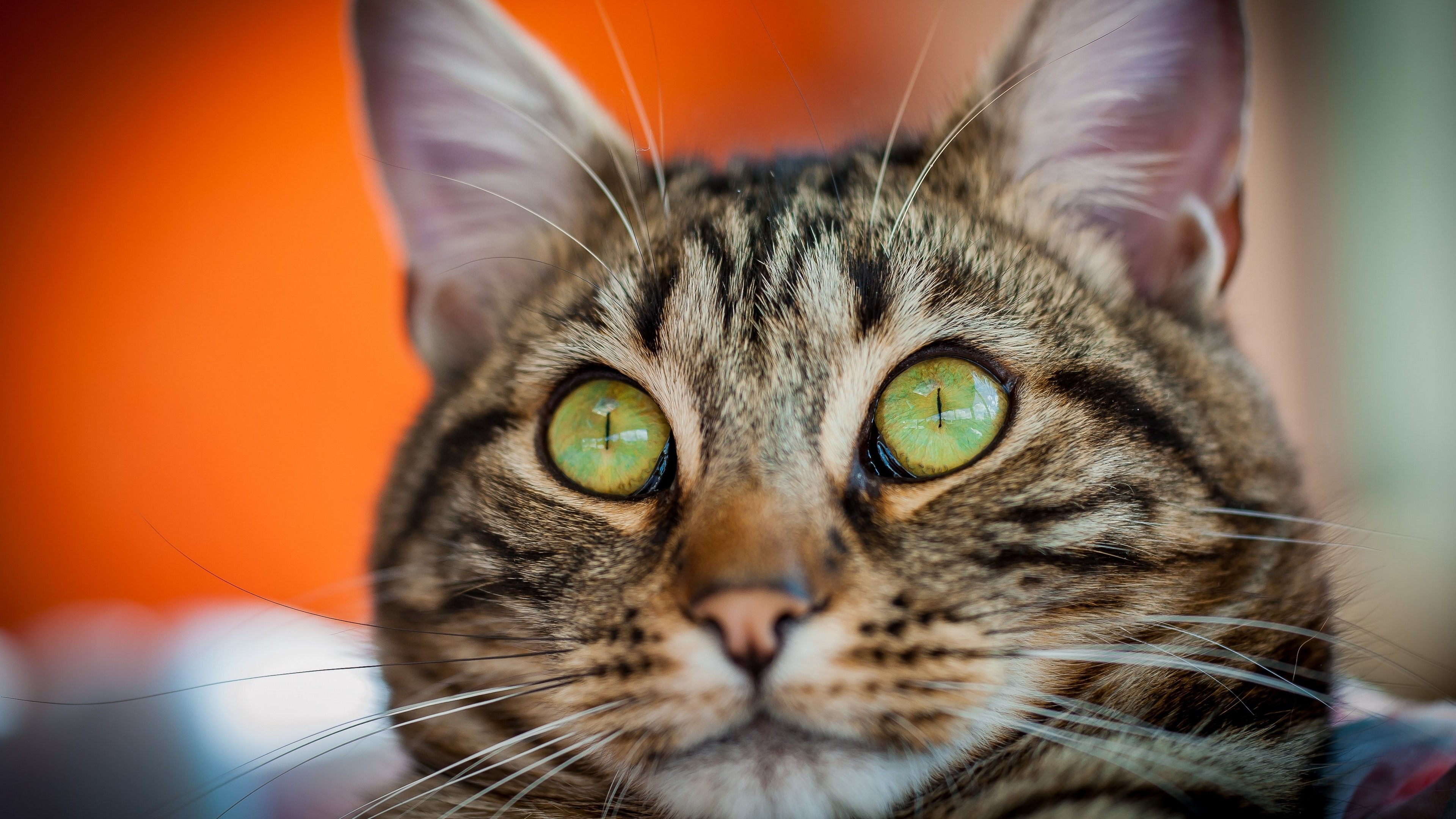 Close-up of a tabby cat's face with green eyes HD Wallpaper