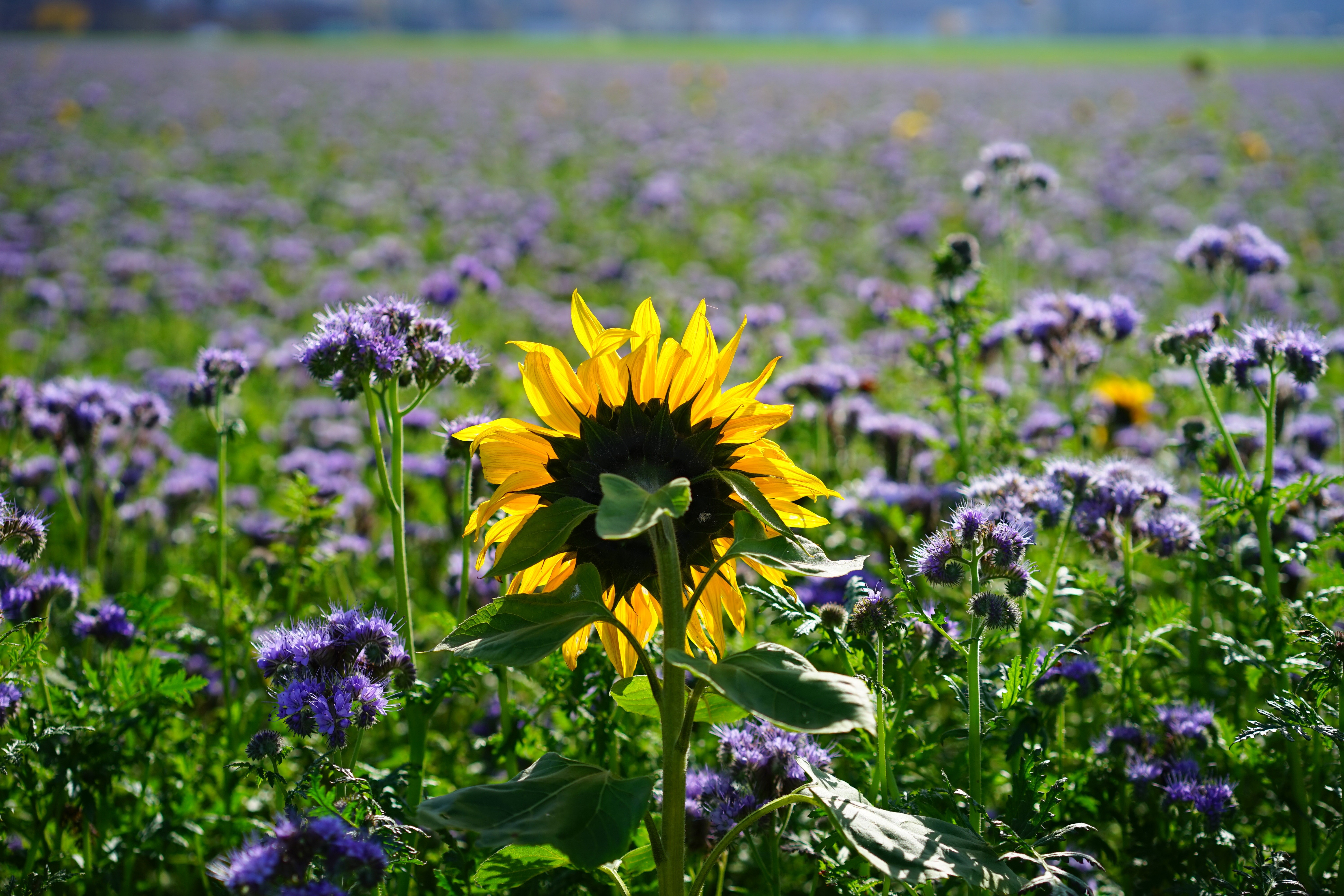 Sunflower in a field of purple flowers HD Wallpaper