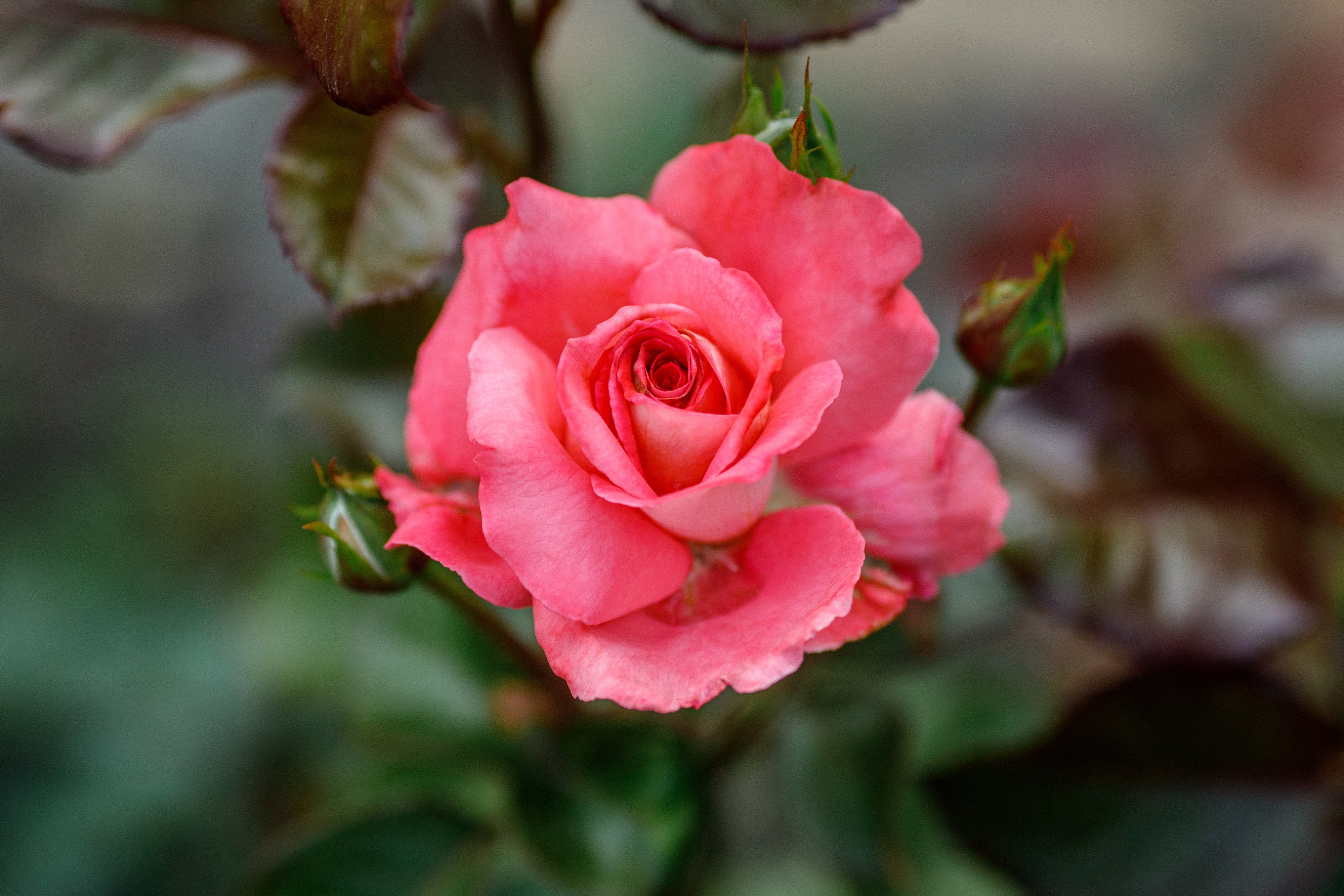 Pink Rose with Buds and Leaves HD Wallpaper