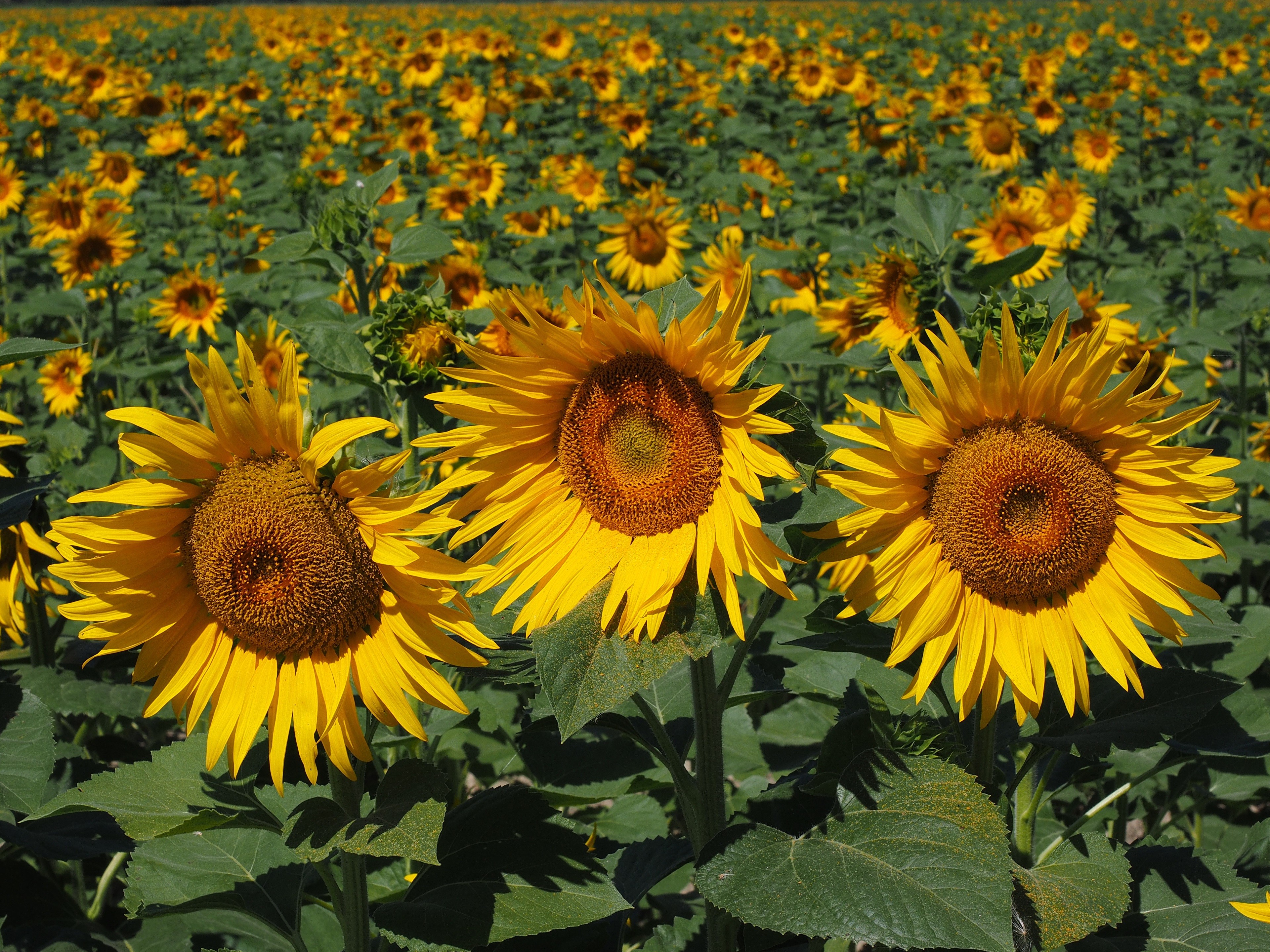 4K Field of Sunflowers HD Wallpaper