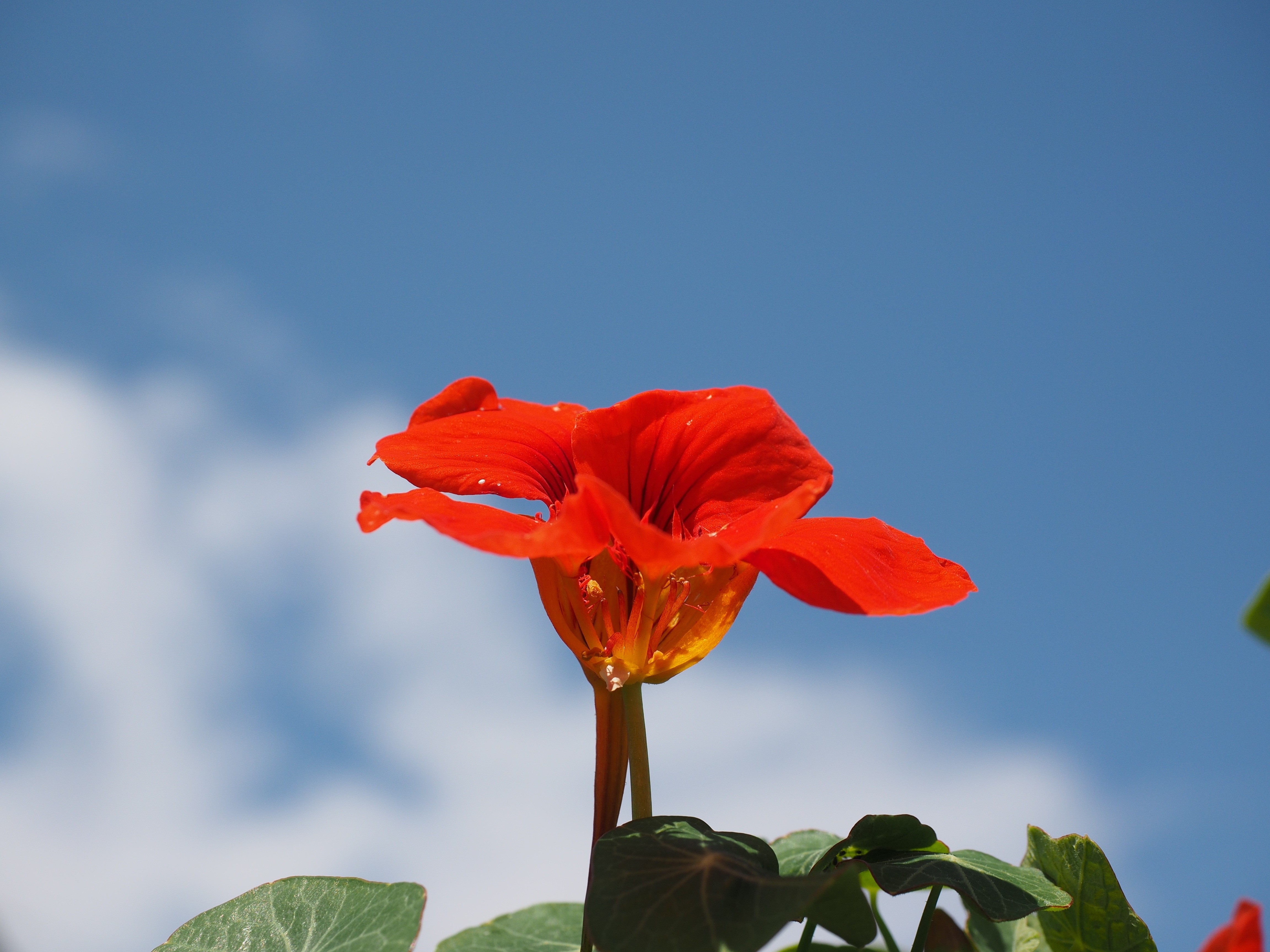4K Nasturtium flower closeup HD Wallpaper
