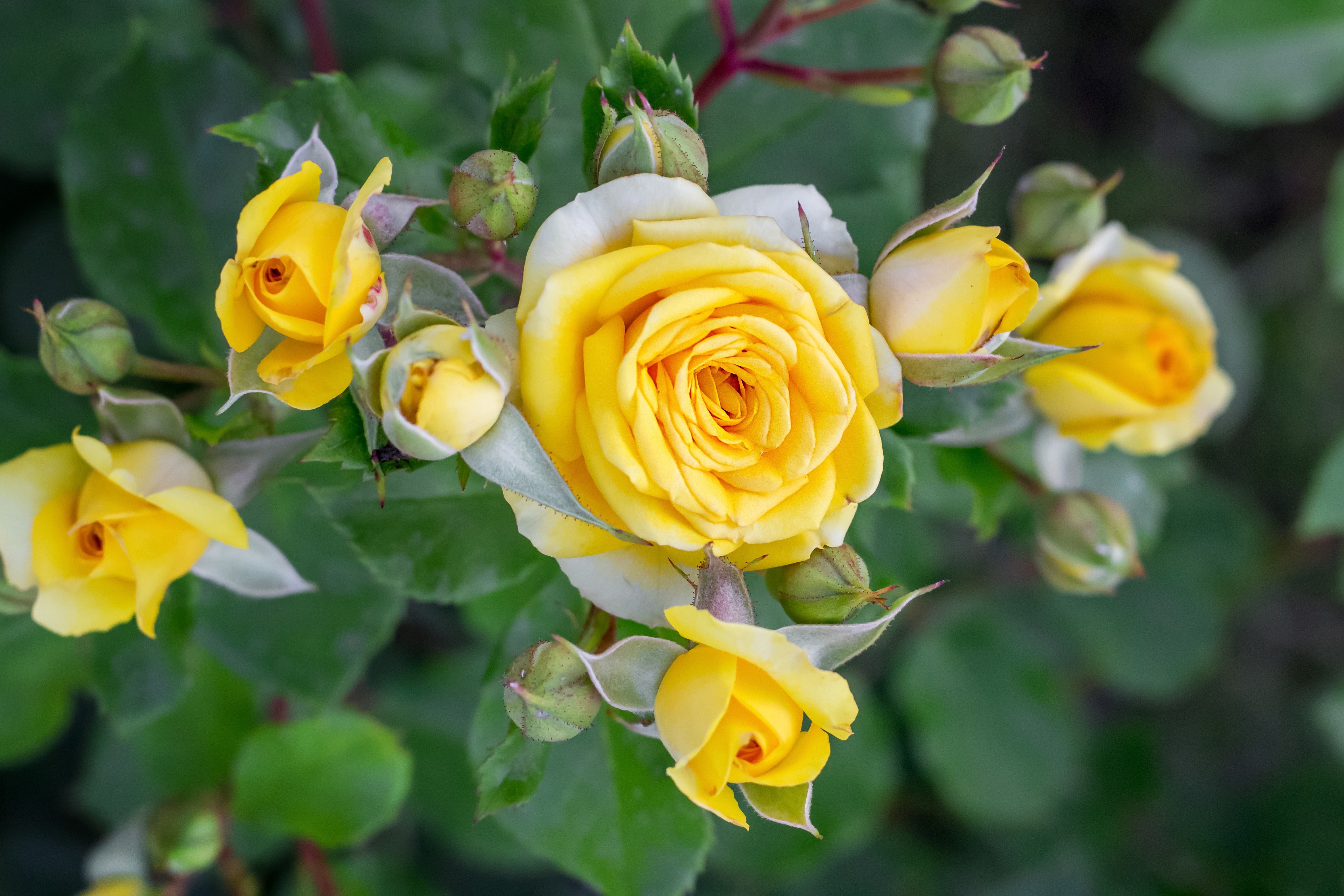 Yellow Roses and Buds HD Wallpaper
