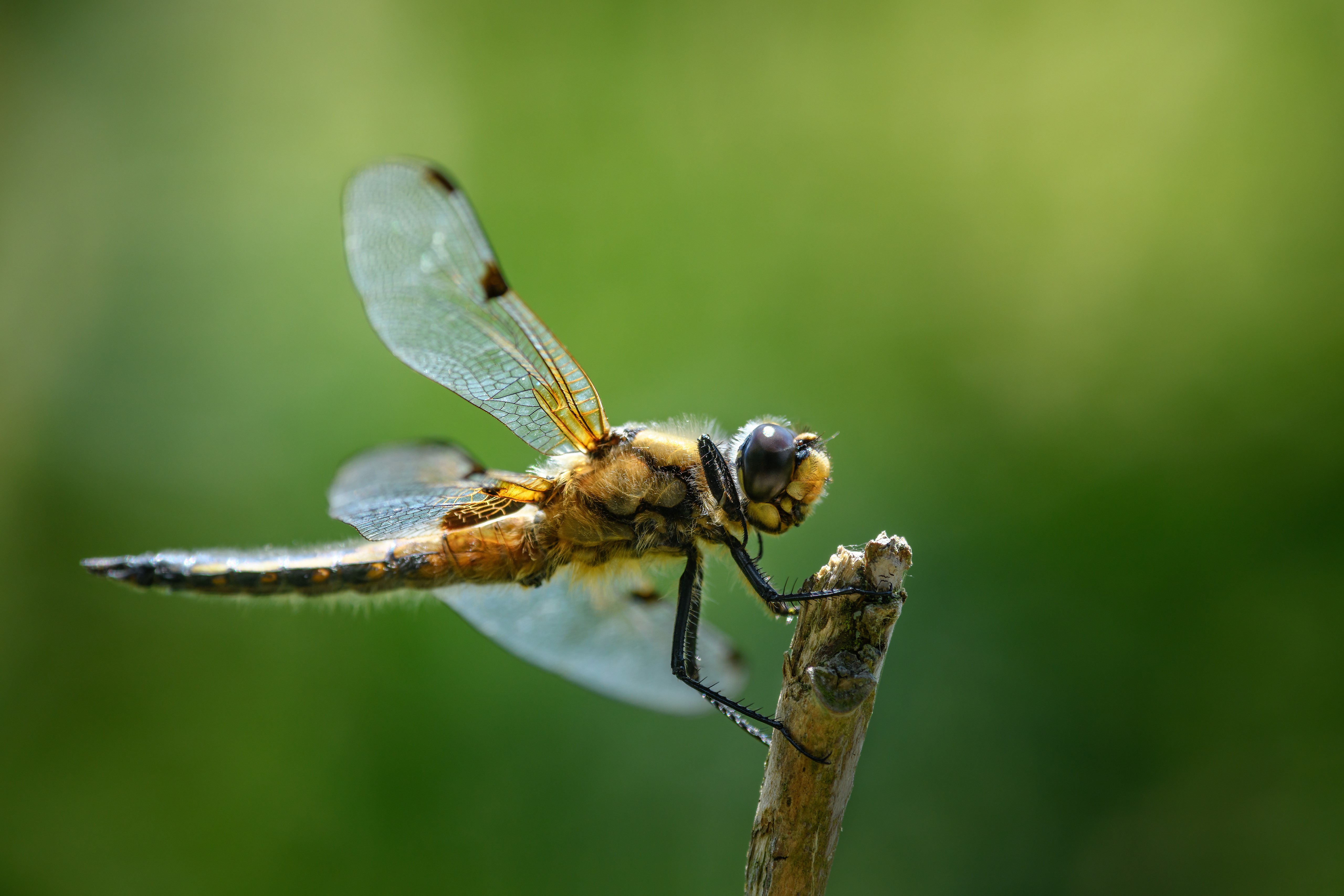 Dragonfly perched on a branch HD Wallpaper