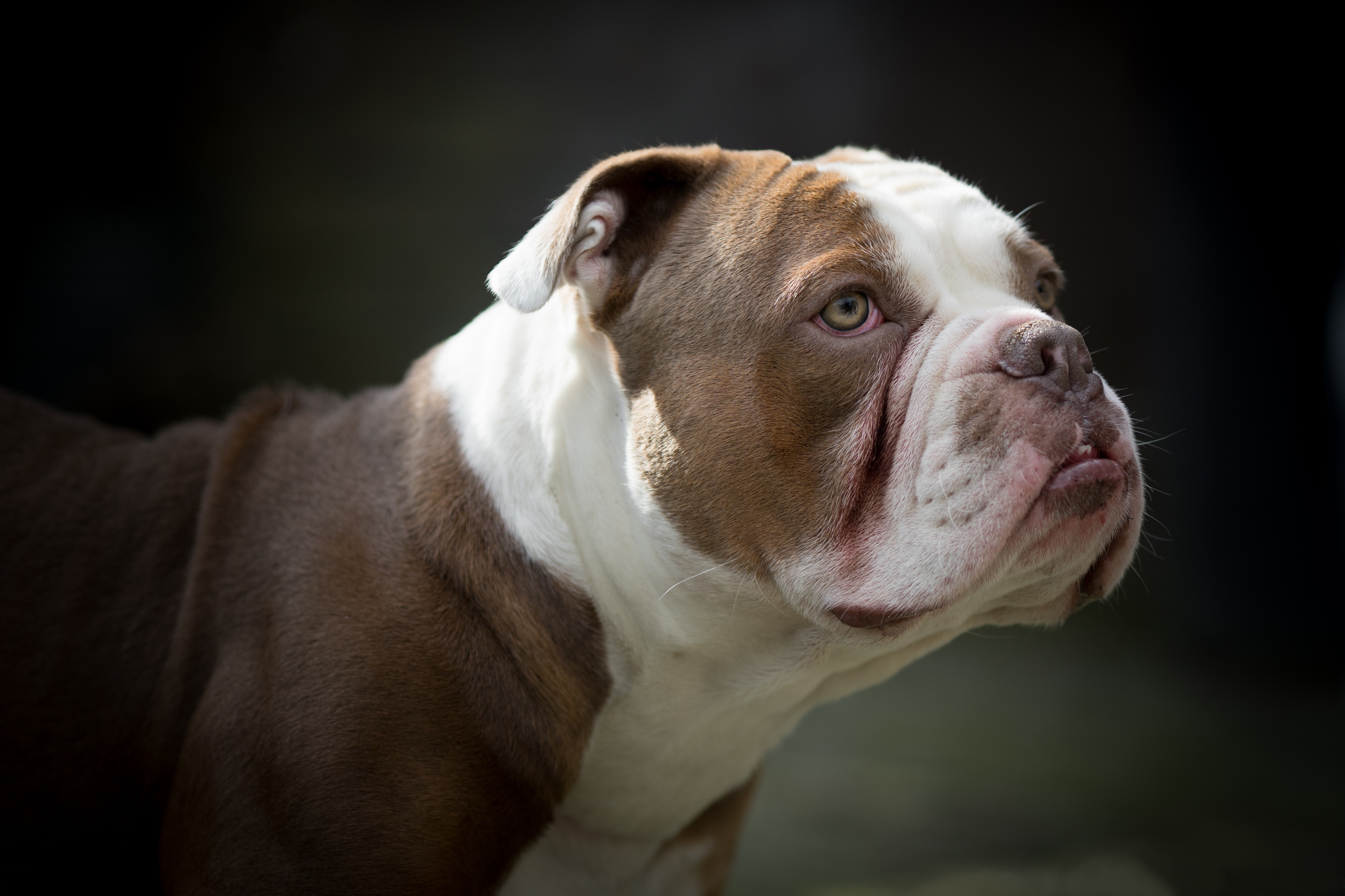Brown and white bulldog looking to the side HD Wallpaper