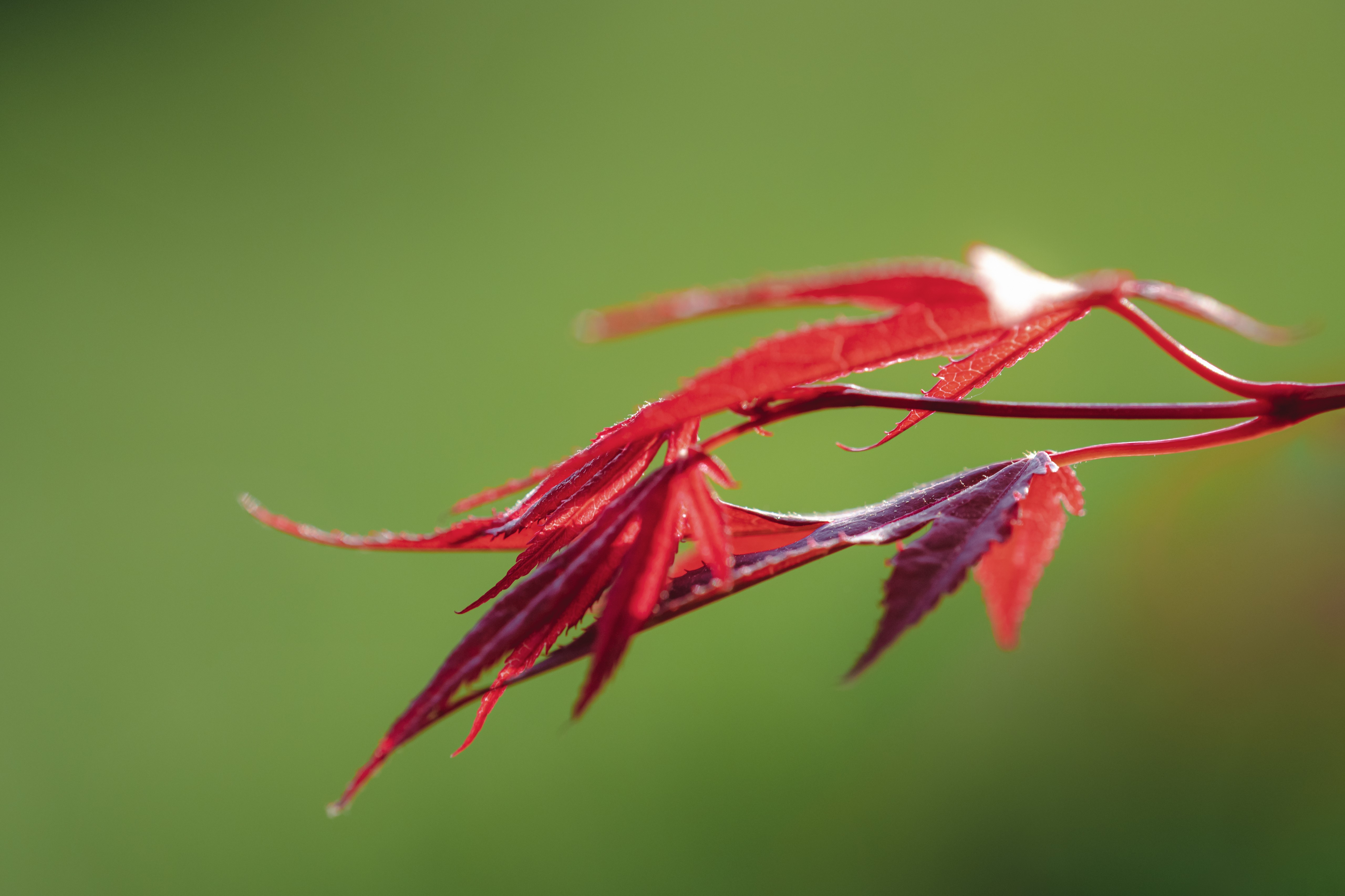 Red Maple Leaves Closeup HD Wallpaper