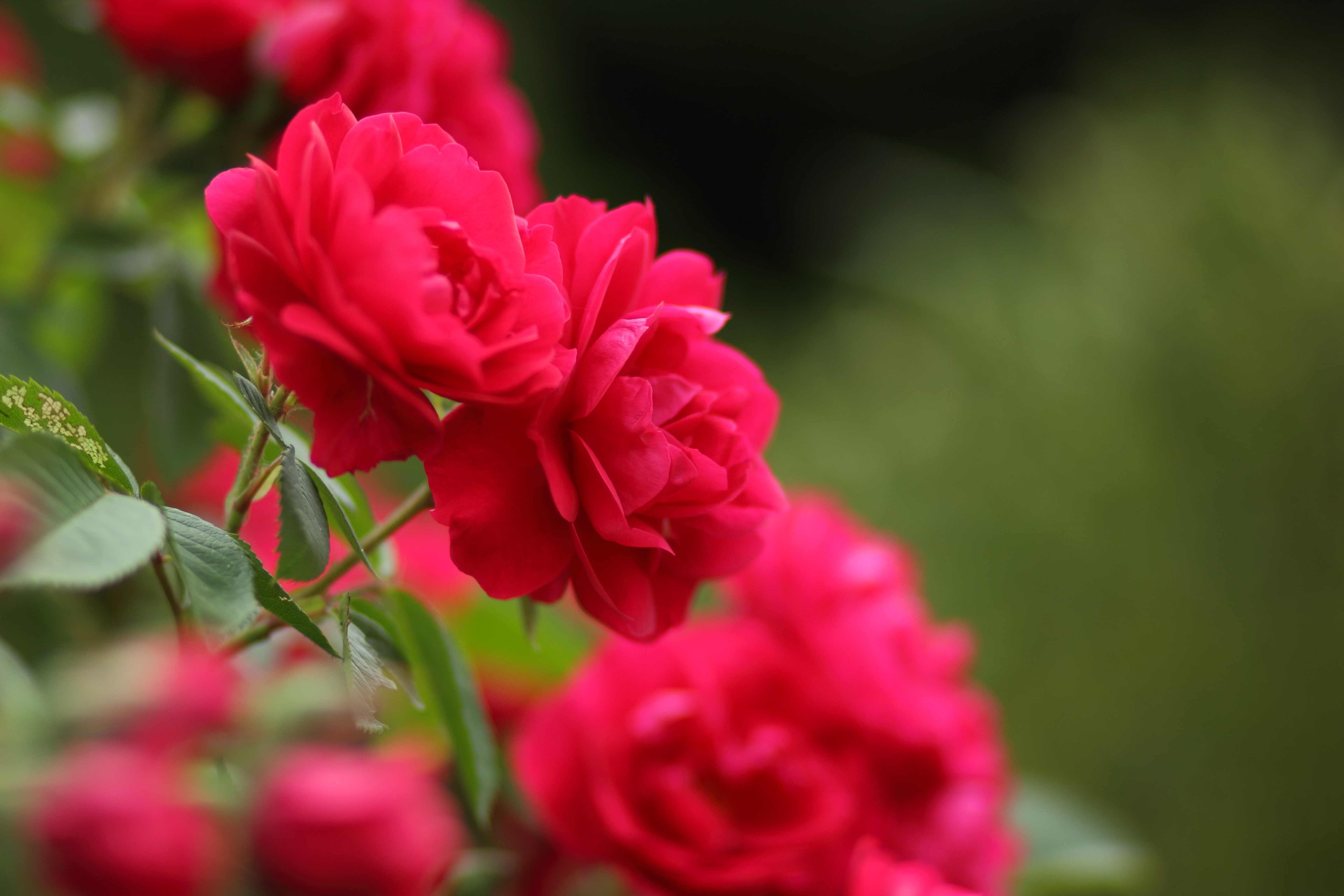 Red Roses with Bokeh HD Wallpaper
