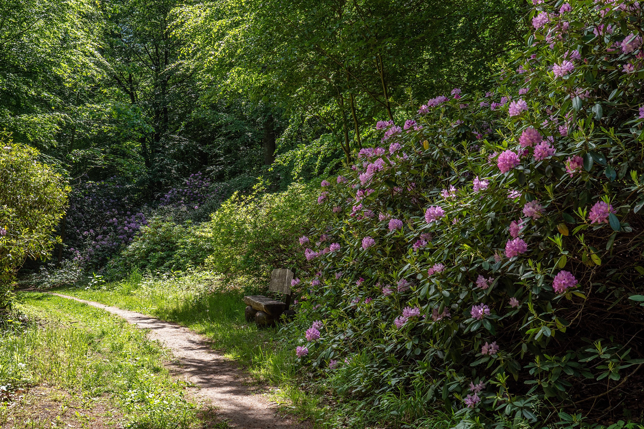 Path through Wiesenburg Castle Park with Rhododendrons HD Wallpaper
