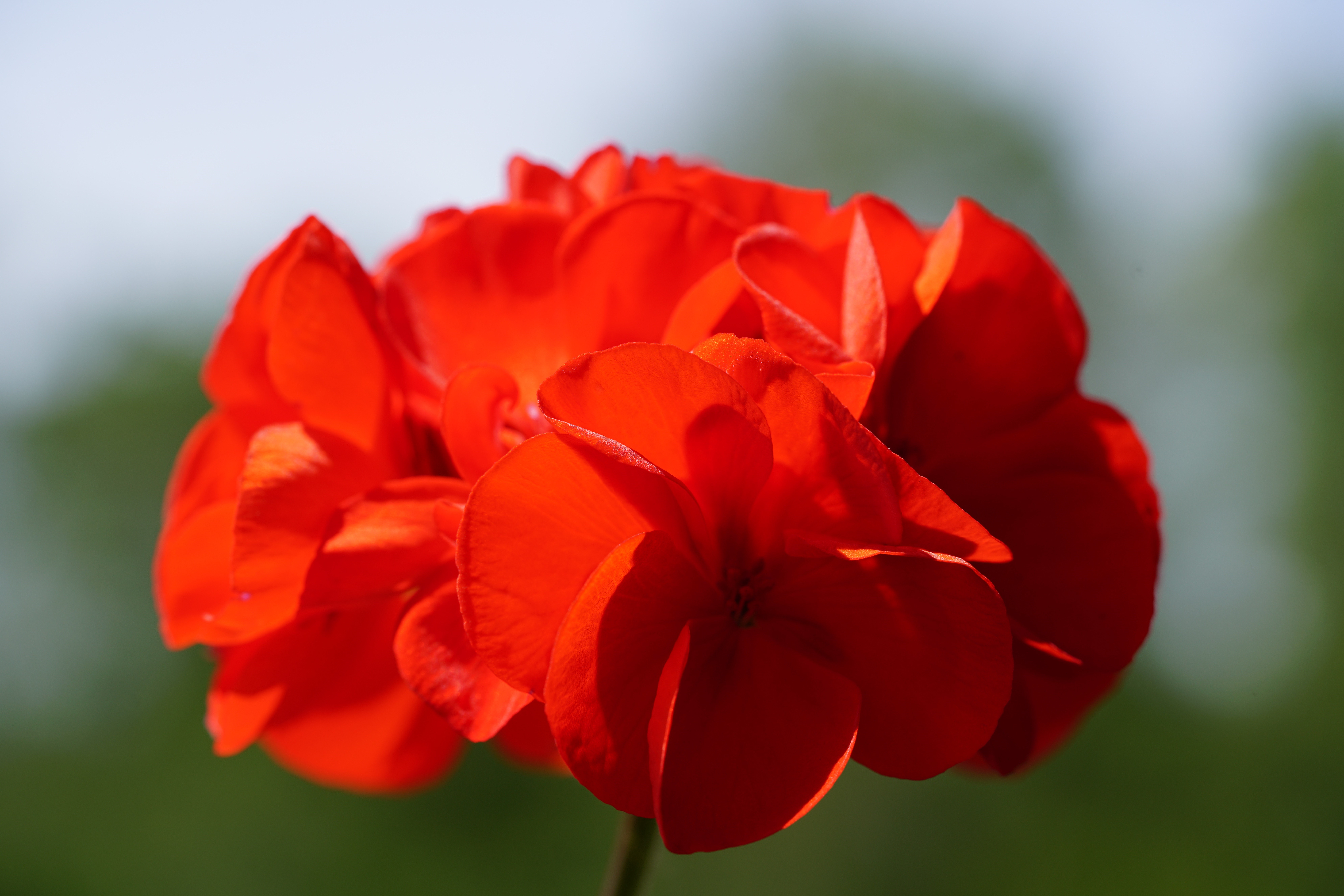 Red Geranium Closeup HD Wallpaper