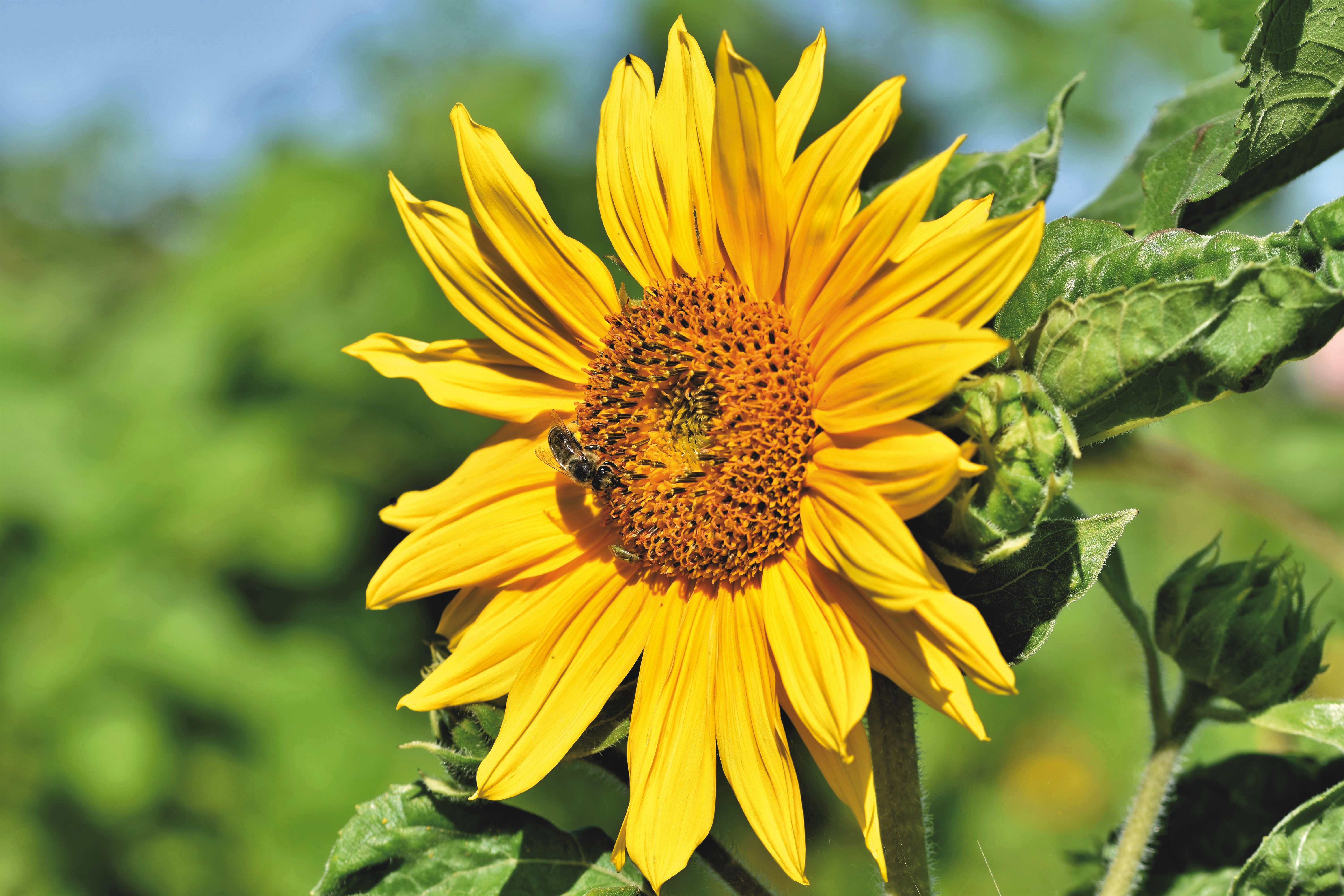 Sunflower with a bee on it HD Wallpaper