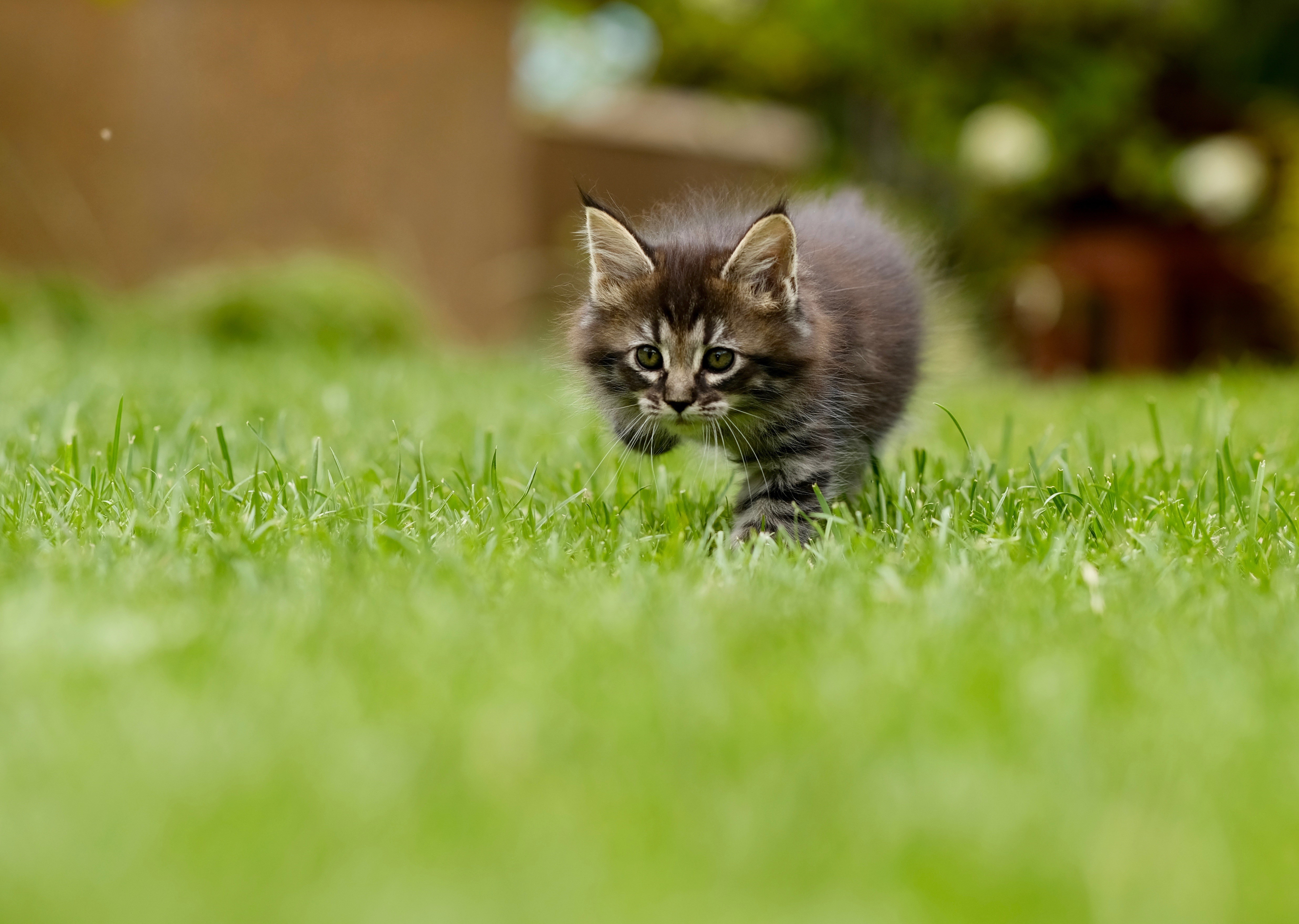 Kitten walking on grass with bokeh background HD Wallpaper