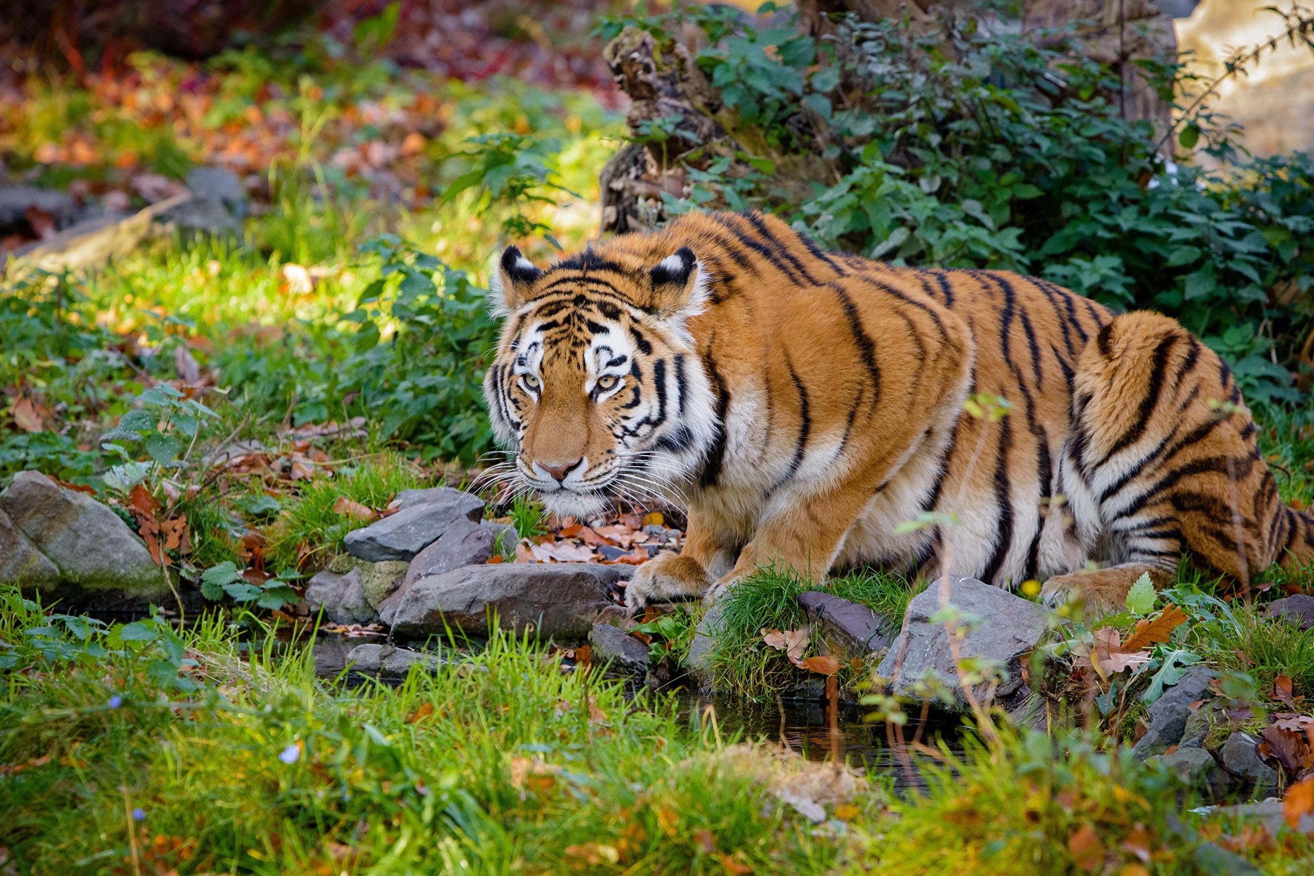Tiger by a stream with rocks and grass HD Wallpaper