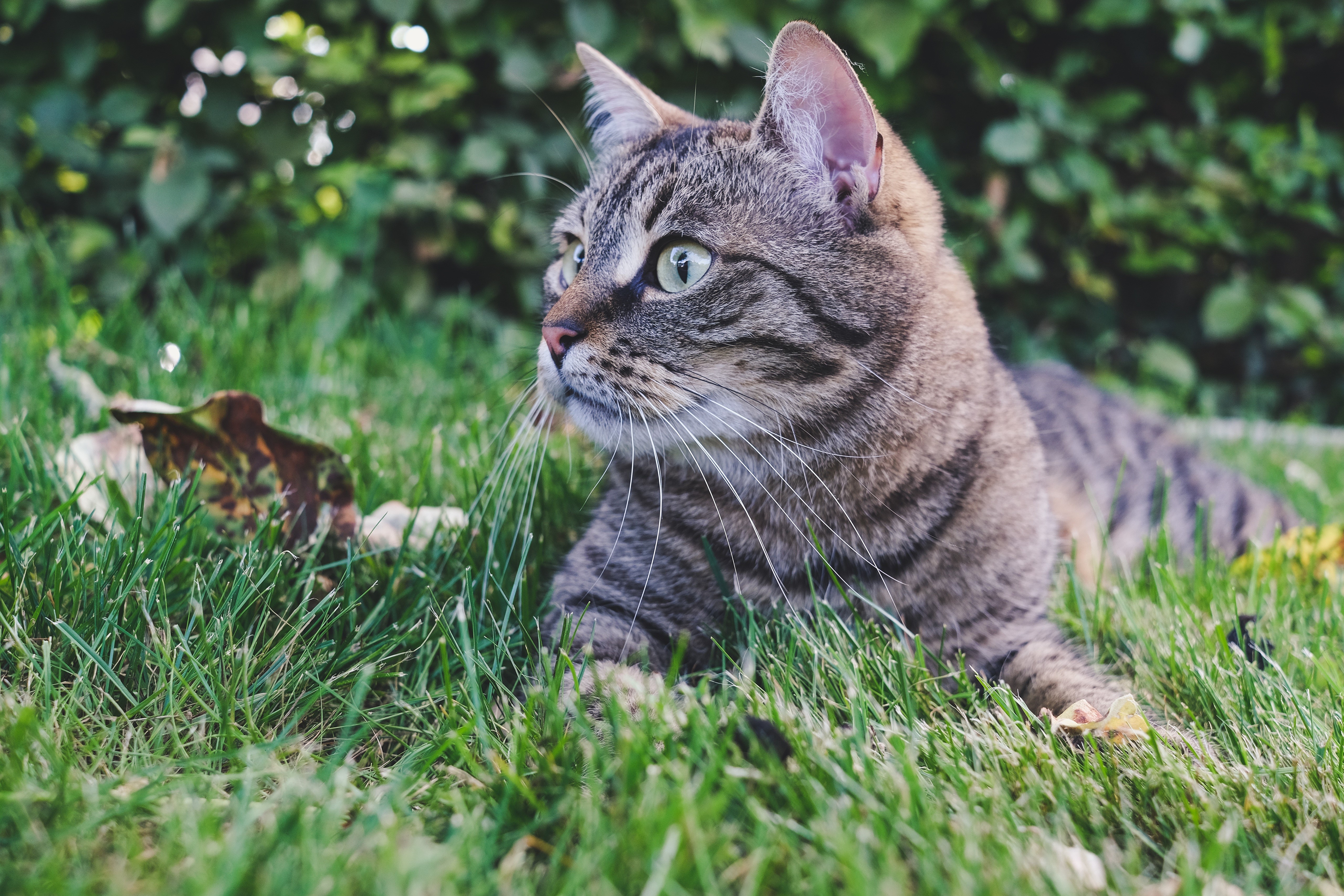 Tabby cat lying in green grass HD Wallpaper