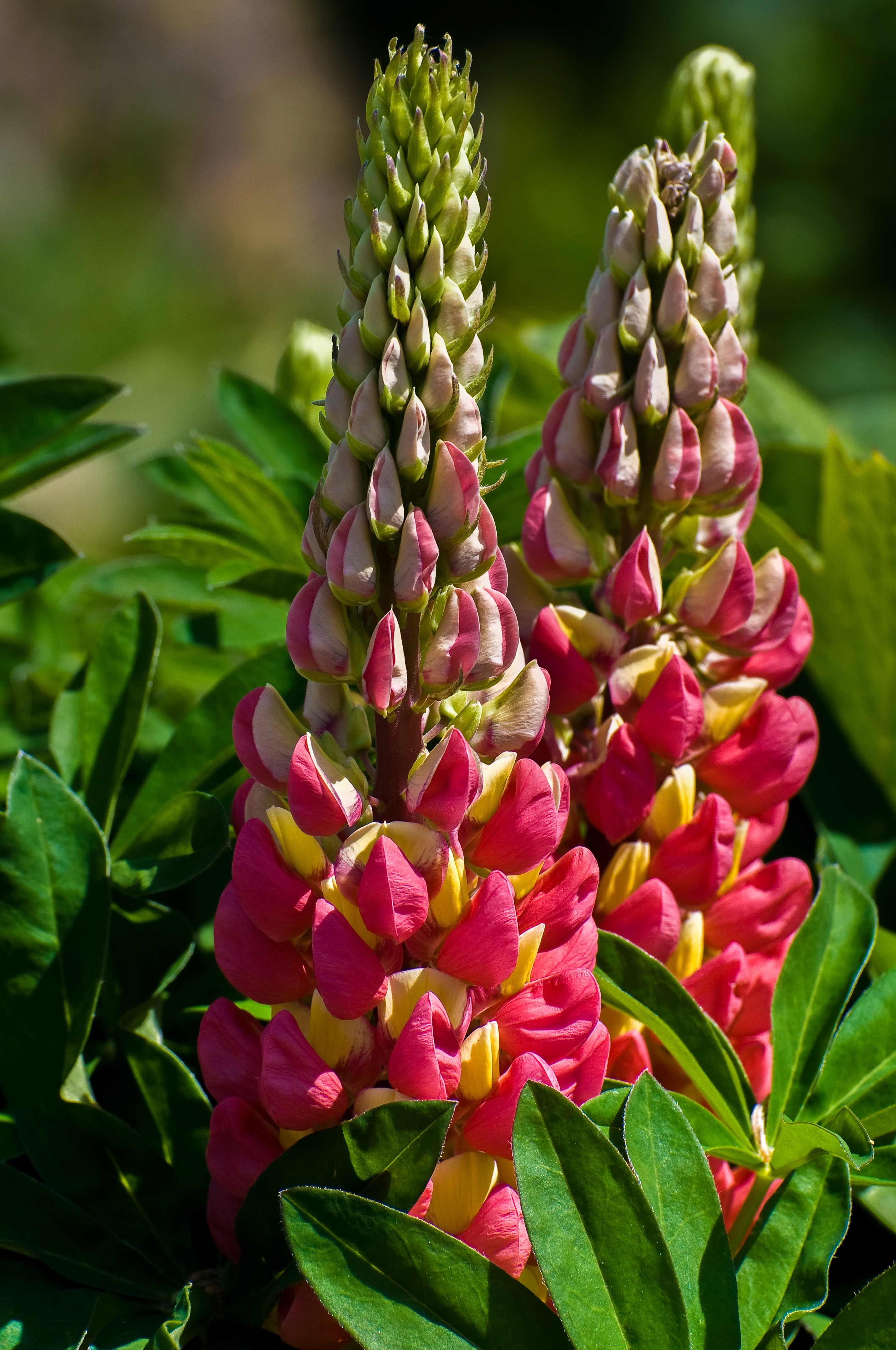 Two pink and yellow lupine flowers with green leaves HD Phone Wallpaper