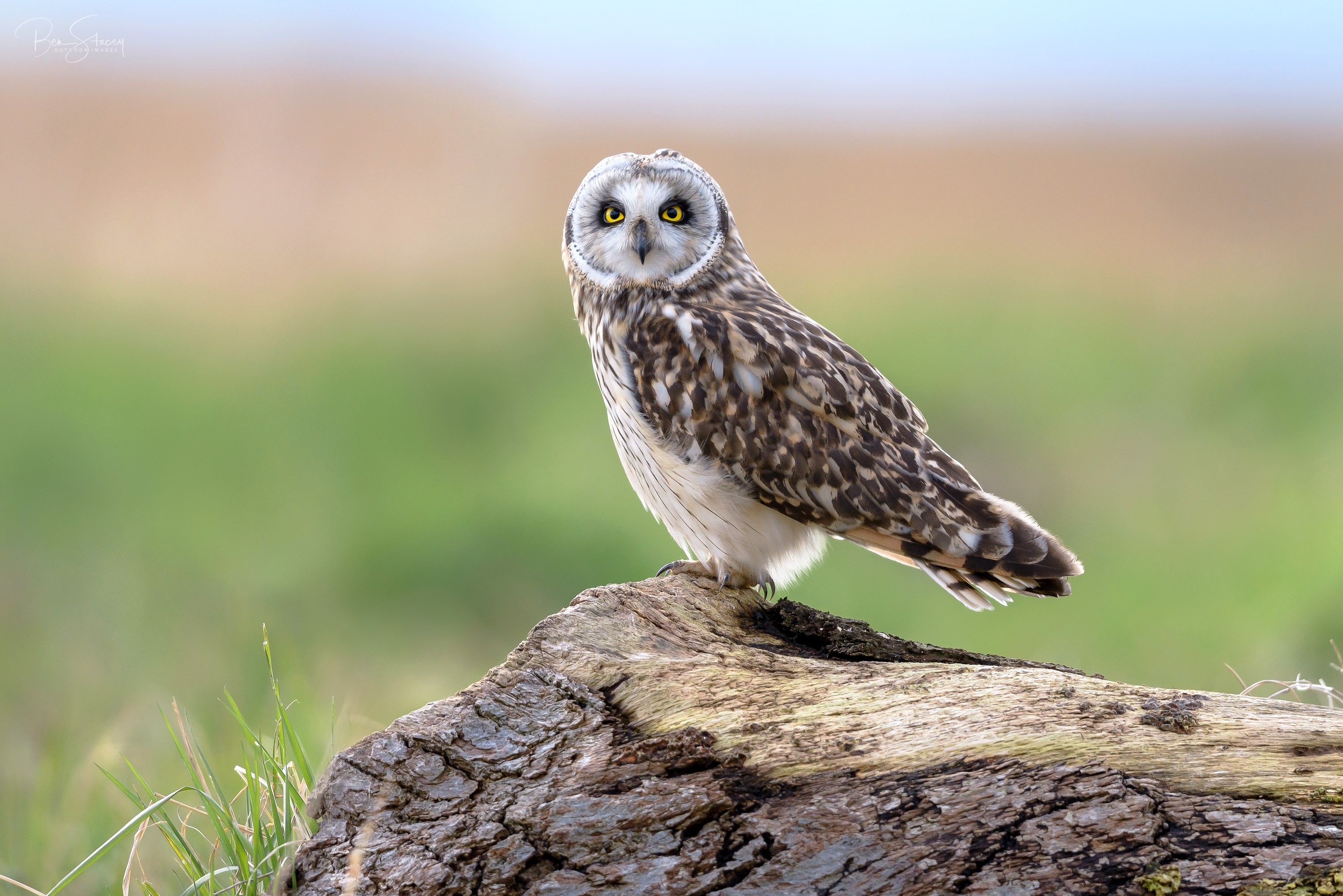 Short-eared Owl perched on a log HD Wallpaper