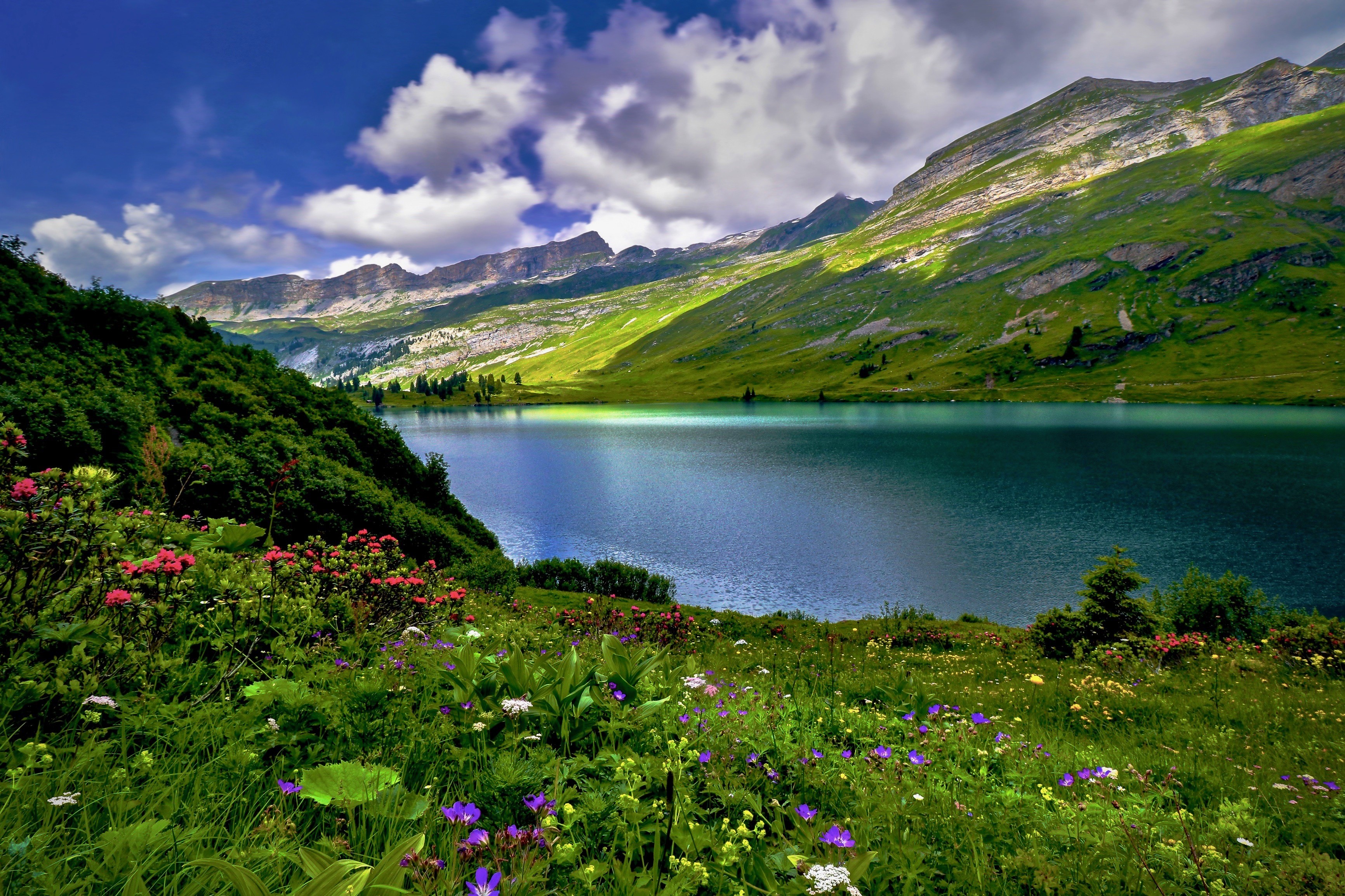 Engstlensee Lake in the Swiss Alps with Mountains and Flowers HD Wallpaper