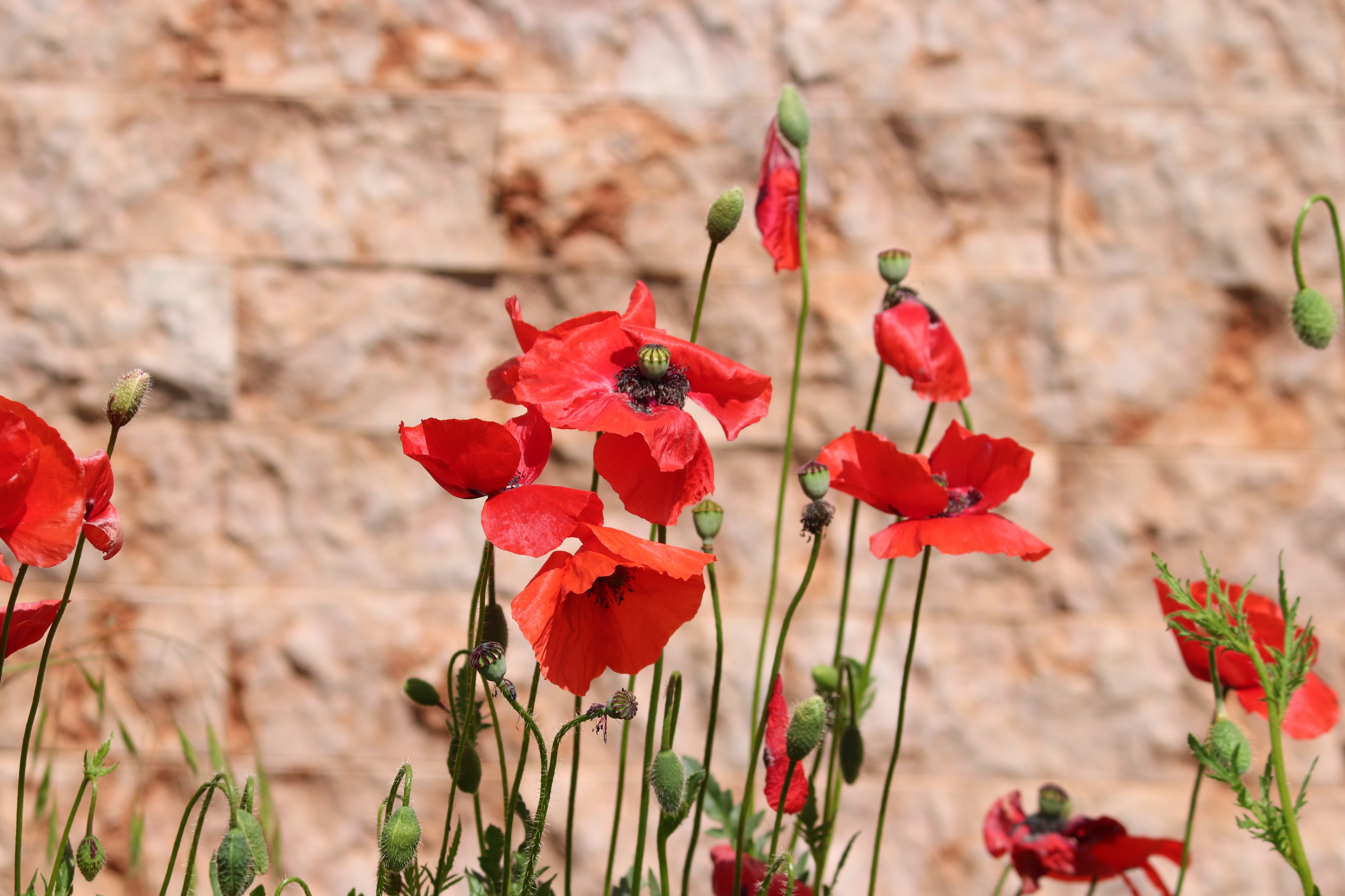 Red Poppies with Flower Buds HD Wallpaper