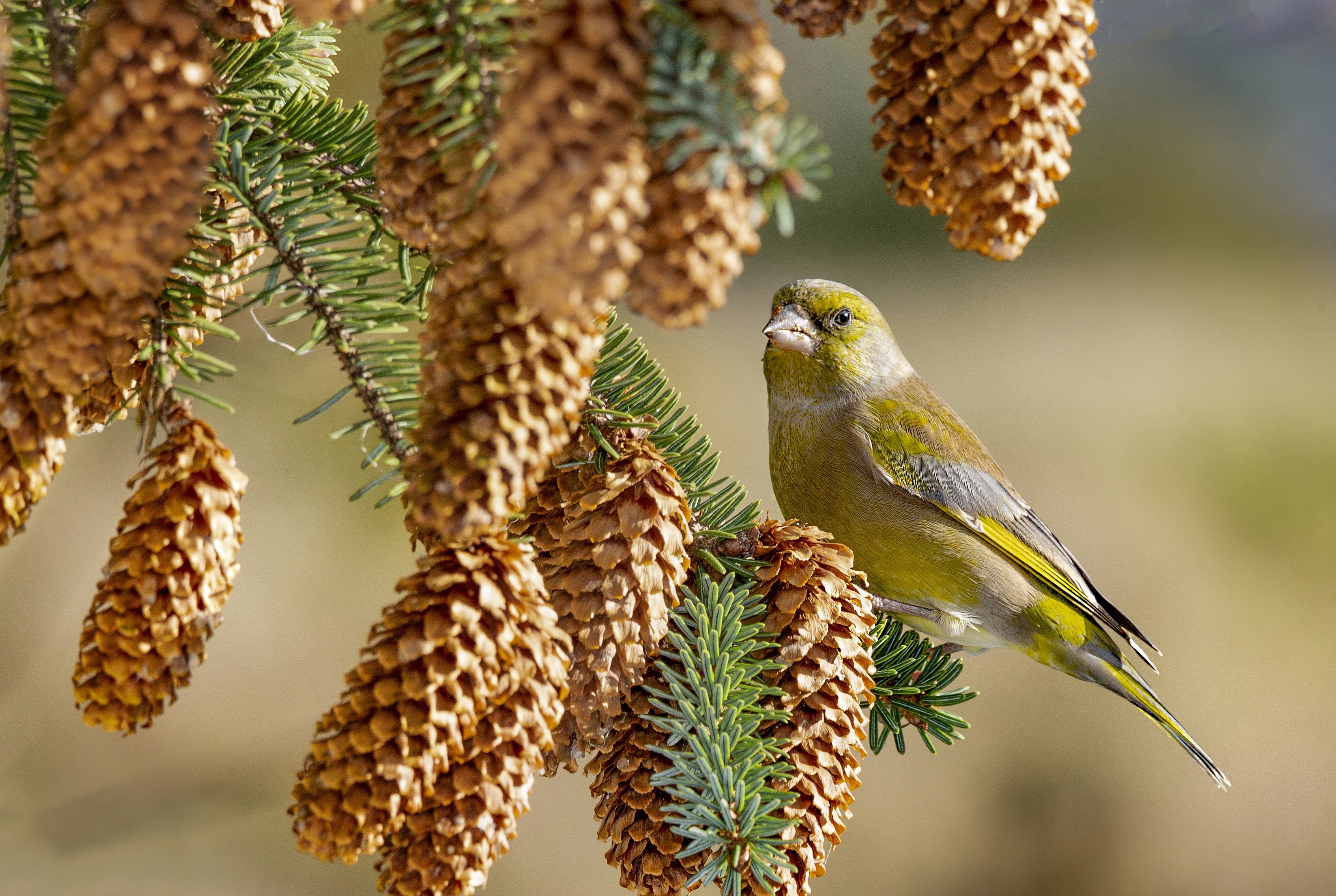 Greenfinch bird on a pine tree branch with cones HD Wallpaper