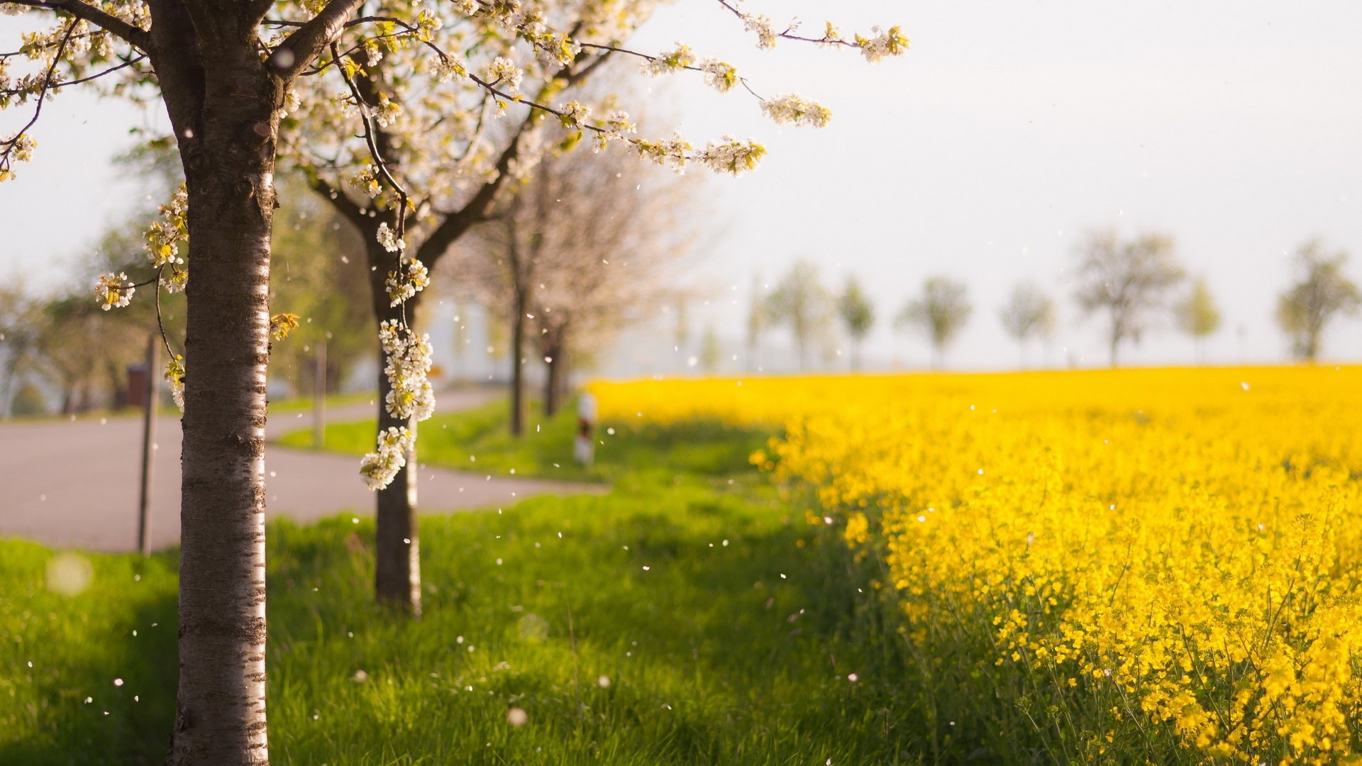 Blooming trees and a field of yellow flowers HD Wallpaper