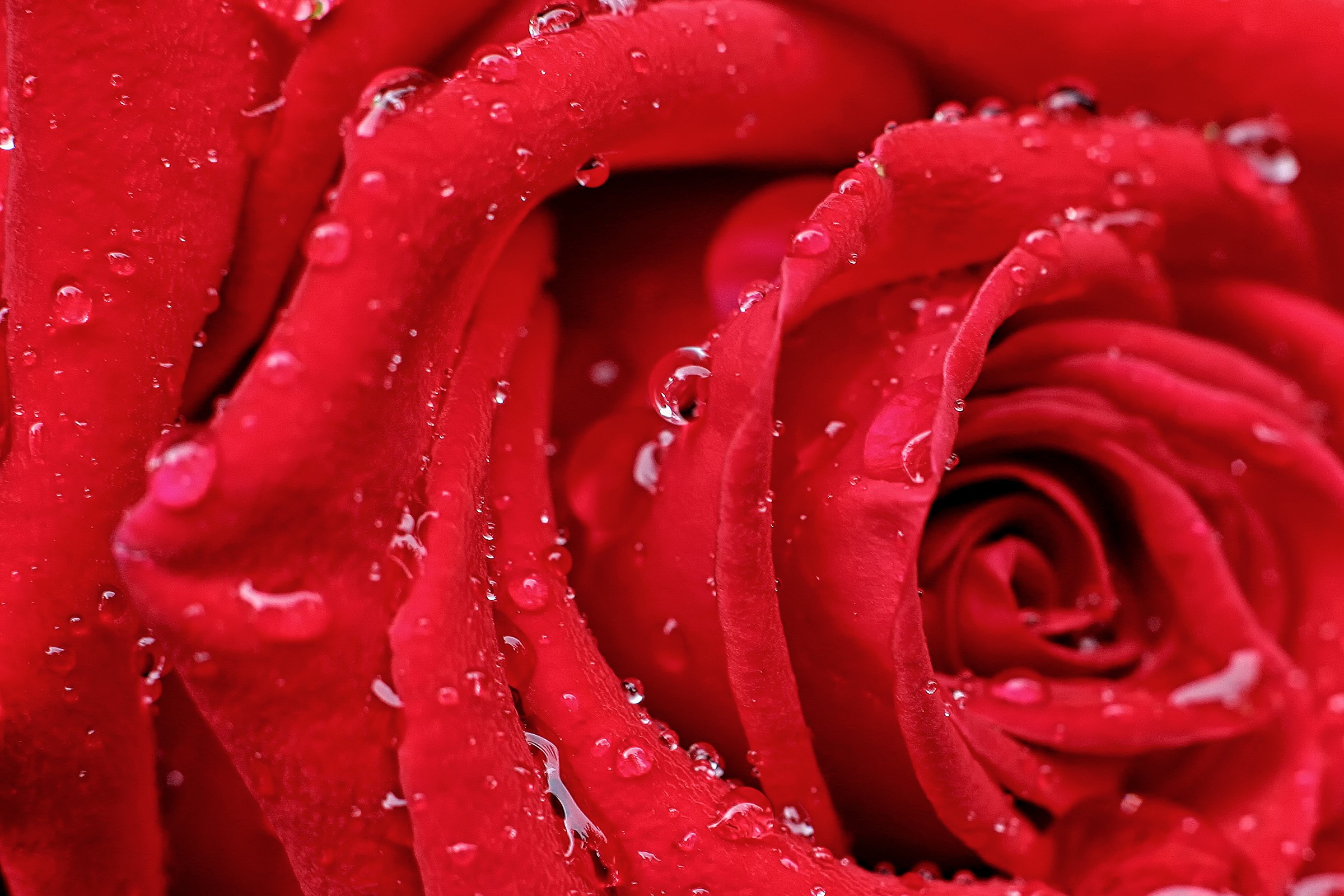 Close-up of a red rose with water droplets HD Wallpaper