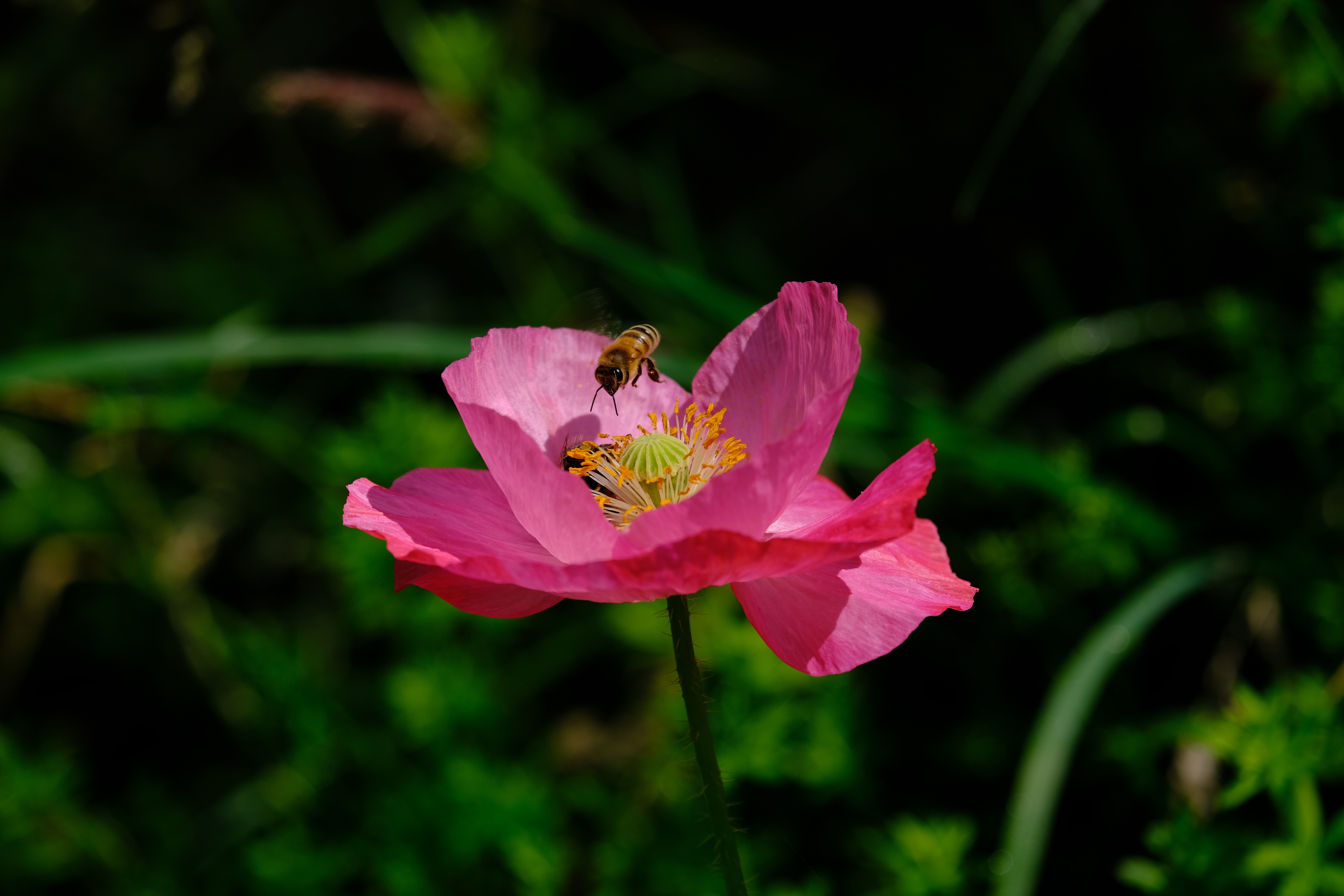 Pink Poppy Flower with a Bee HD Wallpaper