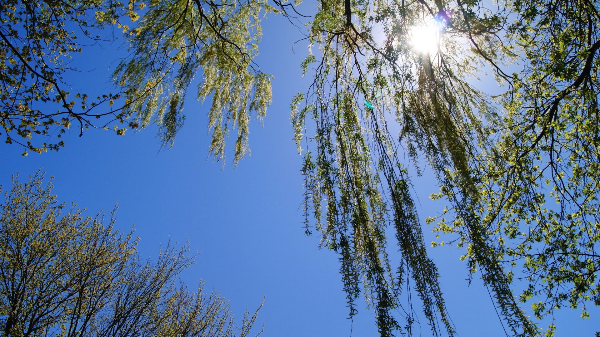 Weeping Willow Trees Against Blue Sky HD Wallpaper