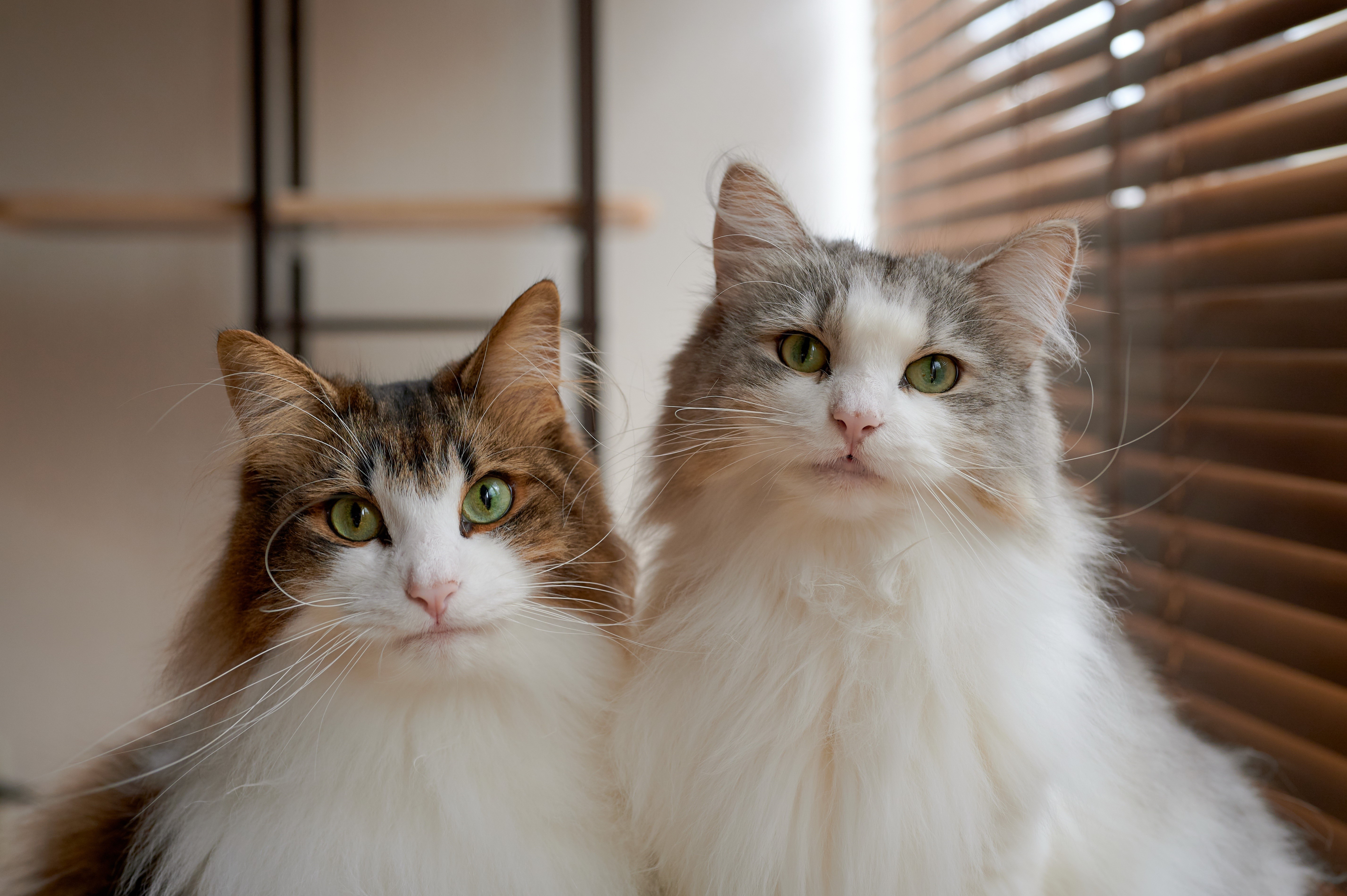 Two fluffy cats with green eyes HD Wallpaper