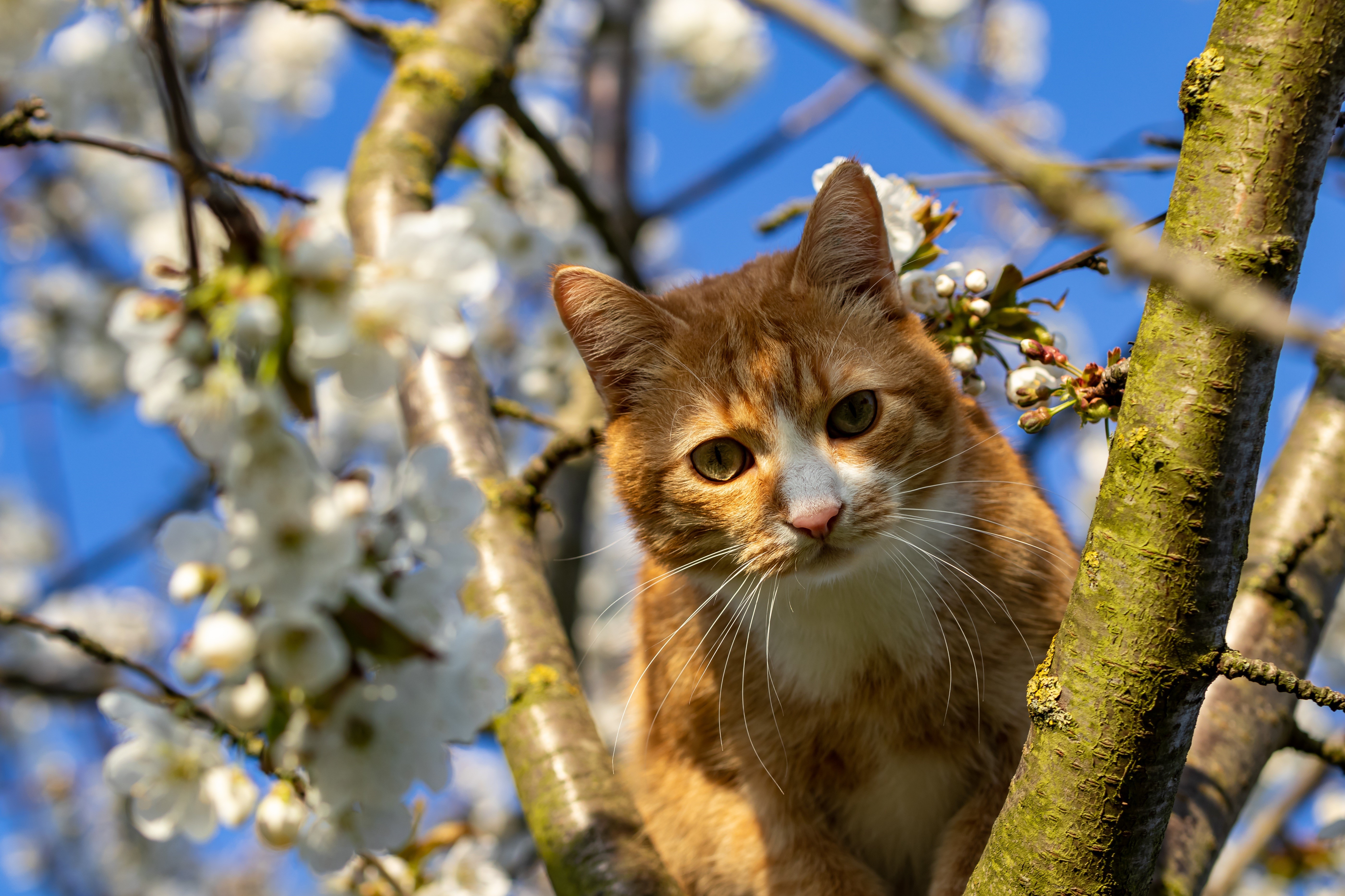 Ginger cat sitting on a tree branch with white flowers HD Wallpaper