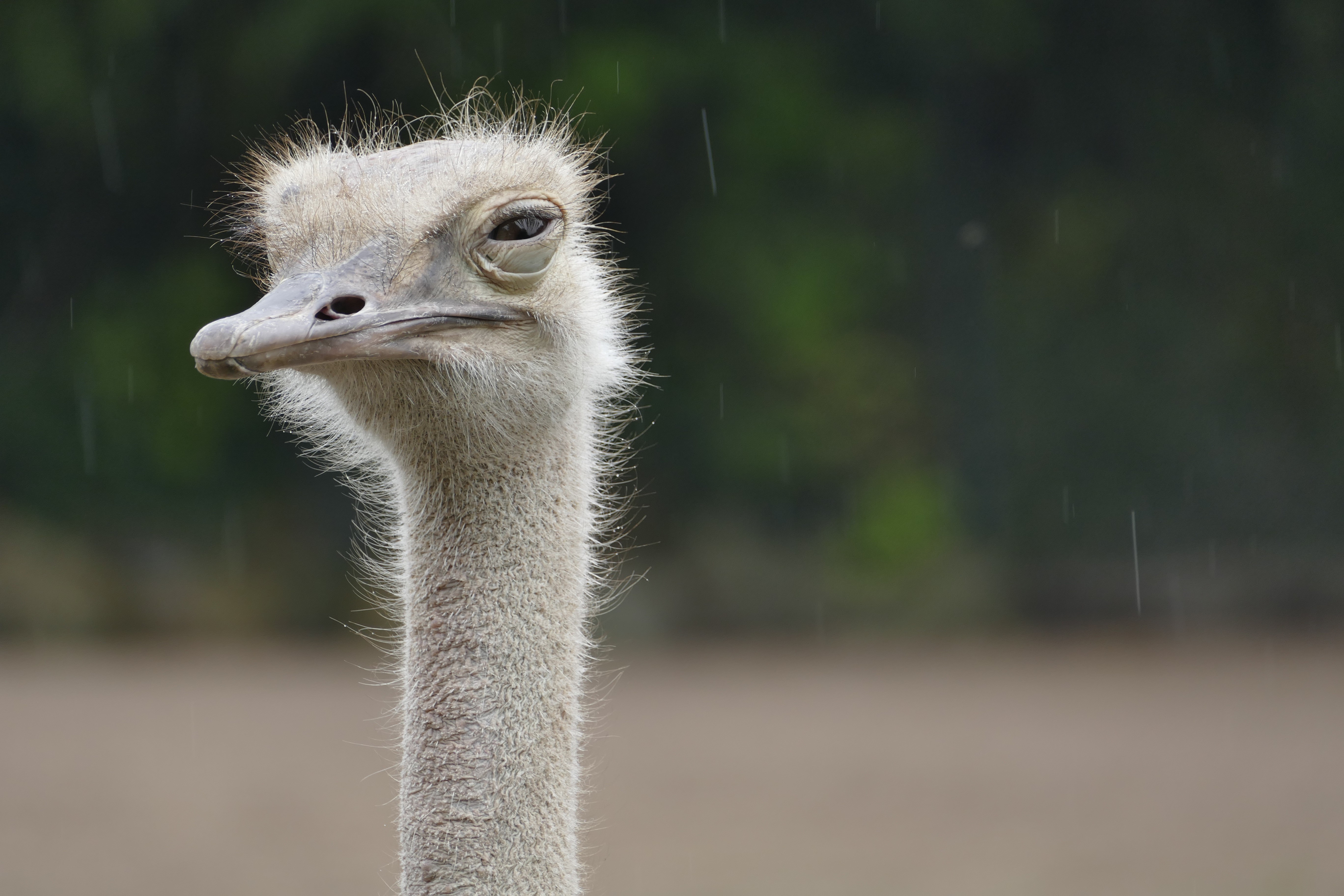 Ostrich head and neck in the rain HD Wallpaper