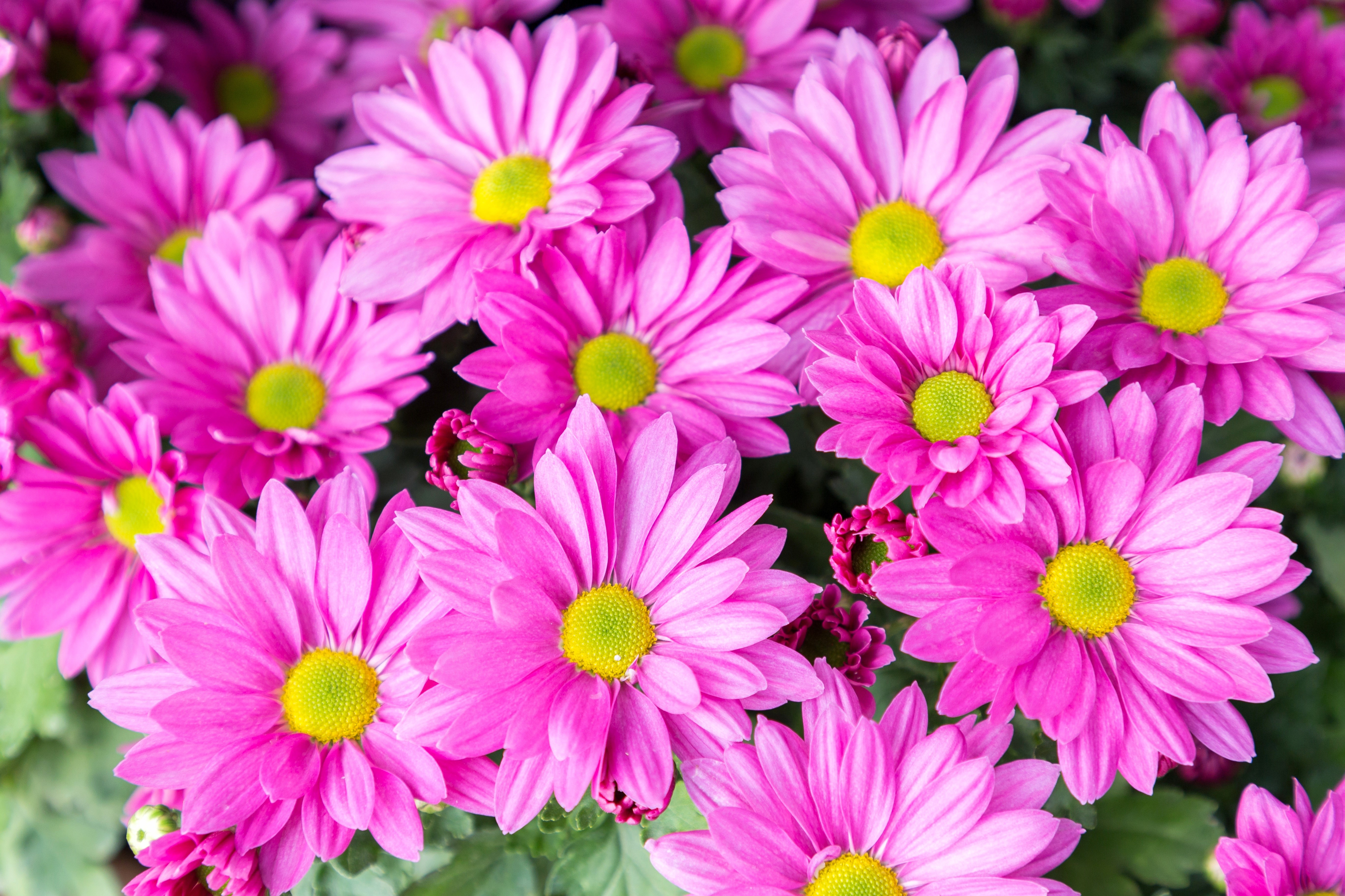 Many pink chrysanthemums with yellow centers HD Wallpaper