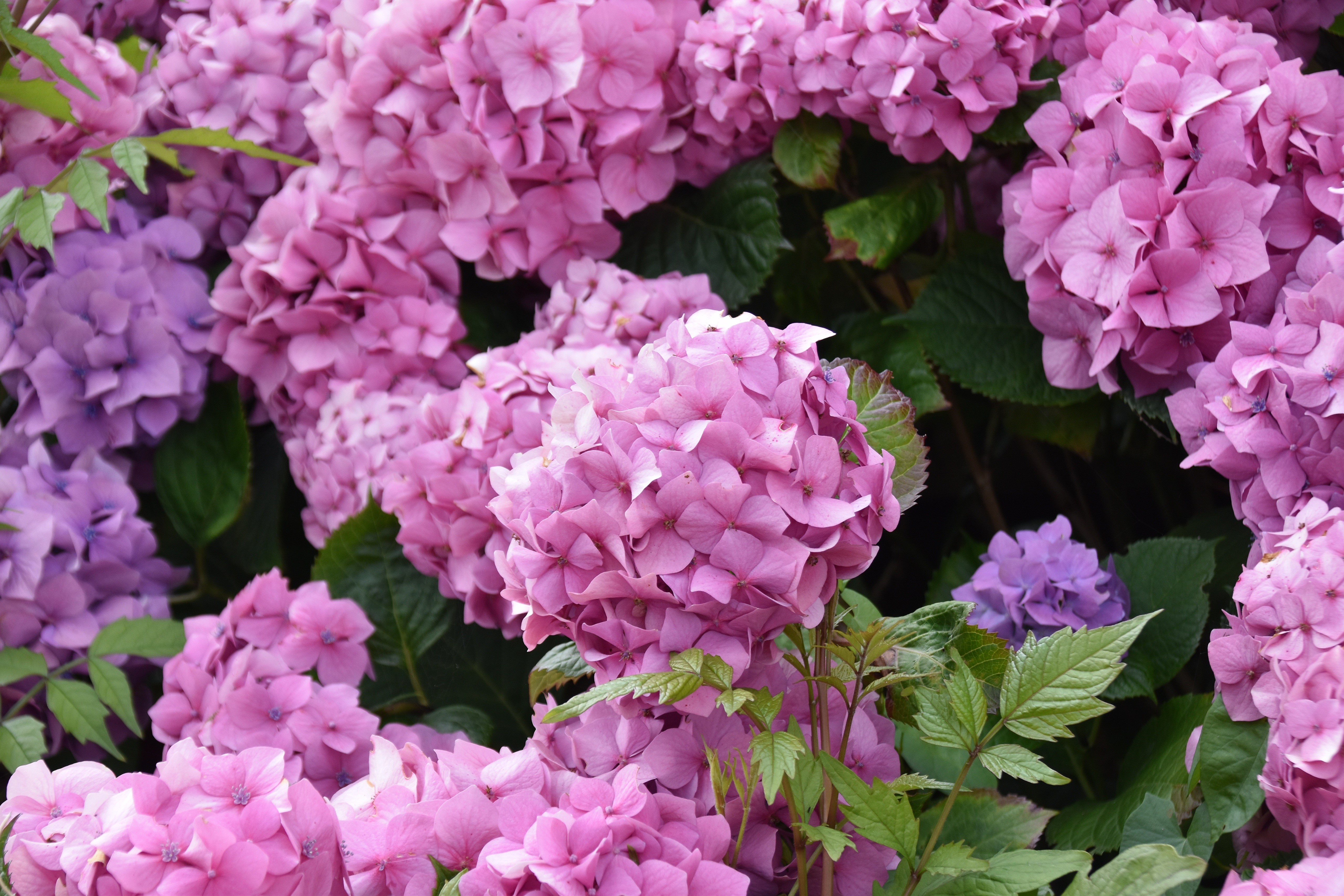 Pink and Purple Hydrangeas HD Wallpaper
