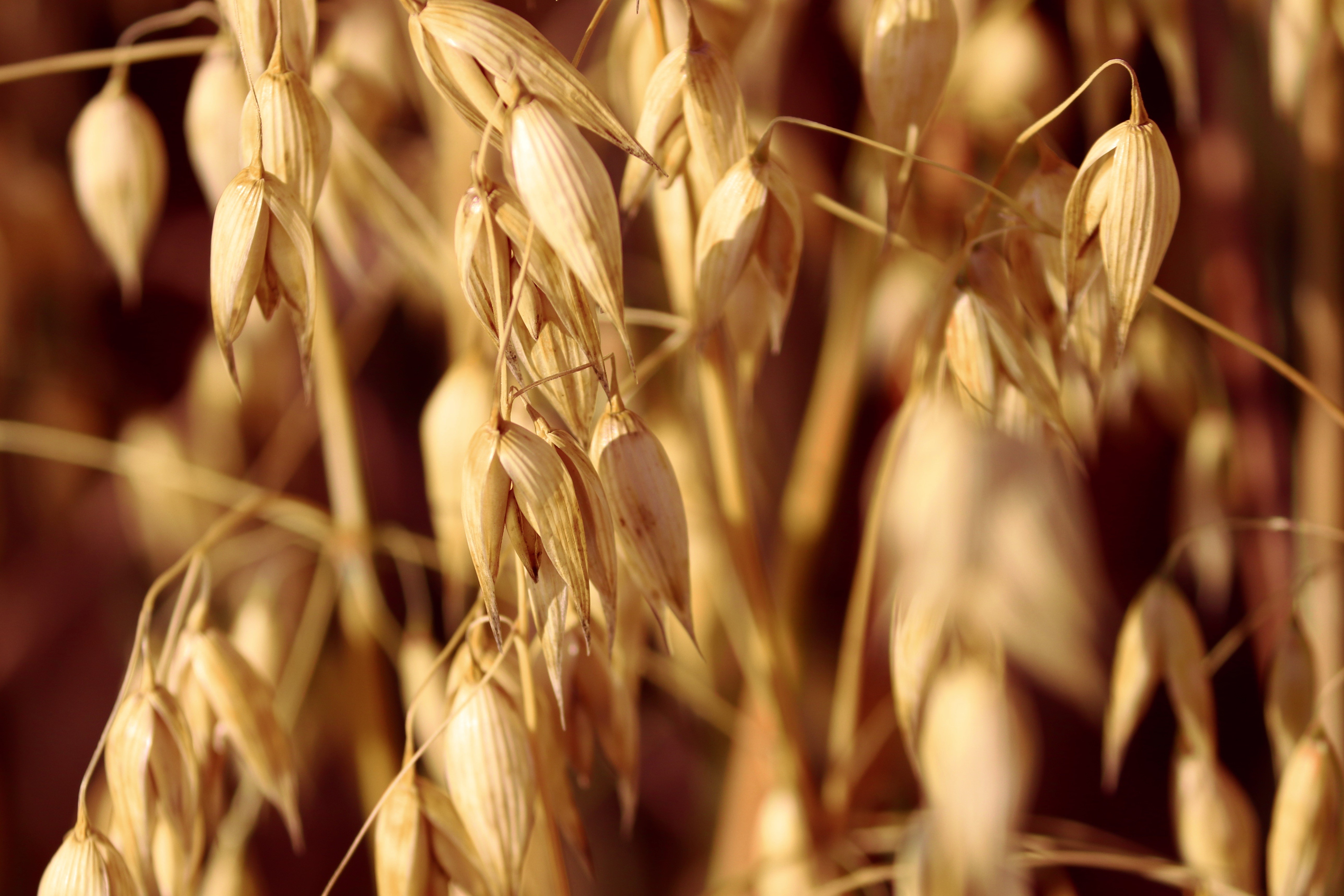 Oat closeup HD Wallpaper