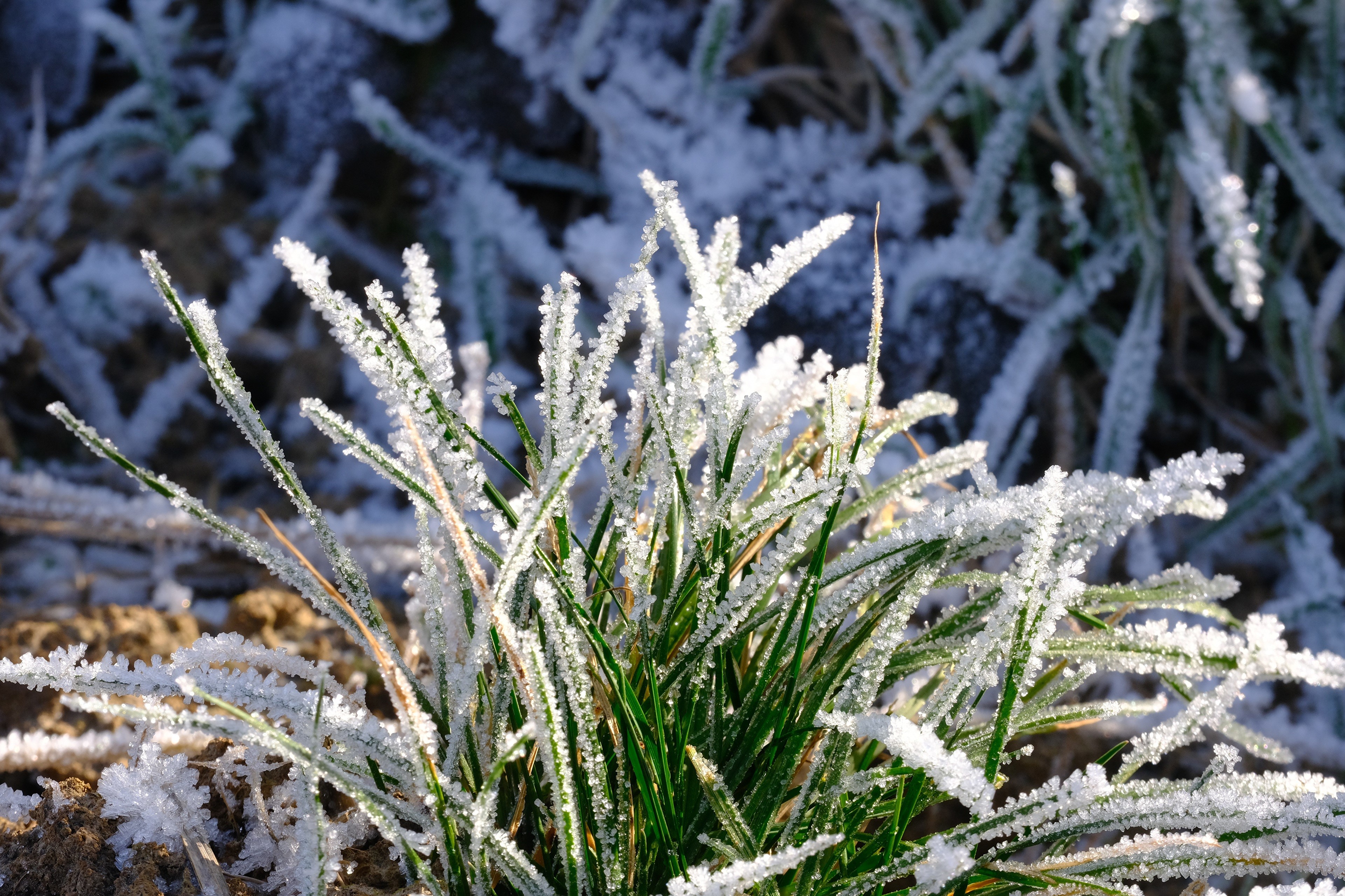 Grass covered in frost HD Wallpaper